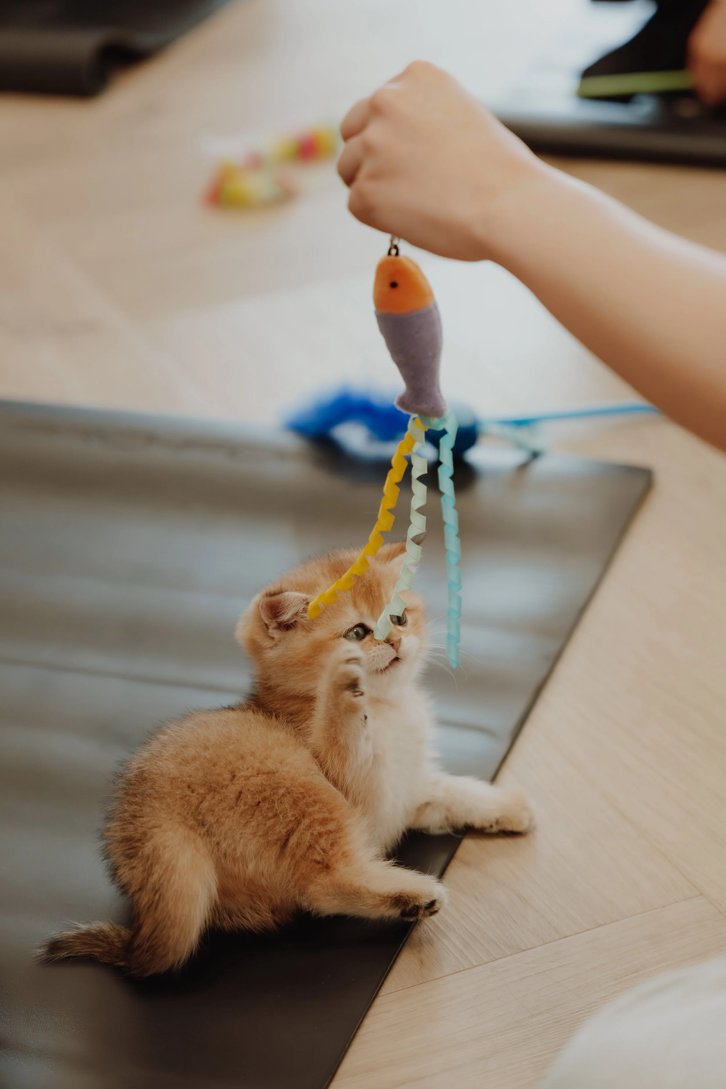 A kitten playing with a hanging fish toy held by a person.