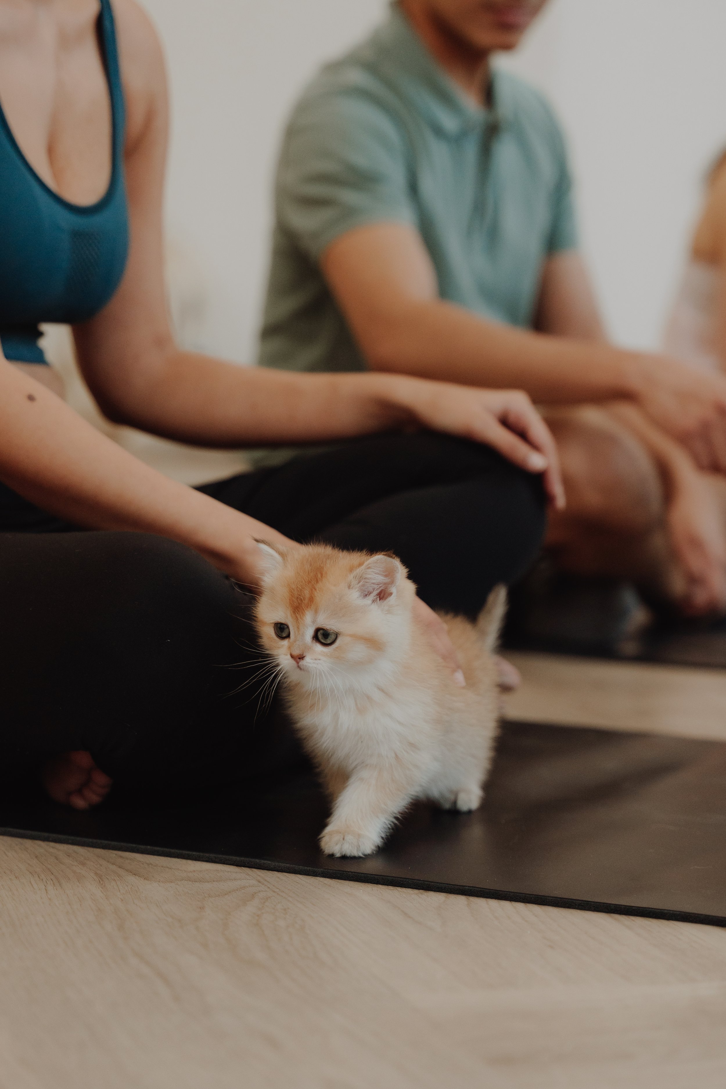 A small orange and white kitten in a group yoga class, sitting on a mat between people's legs as they meditate.