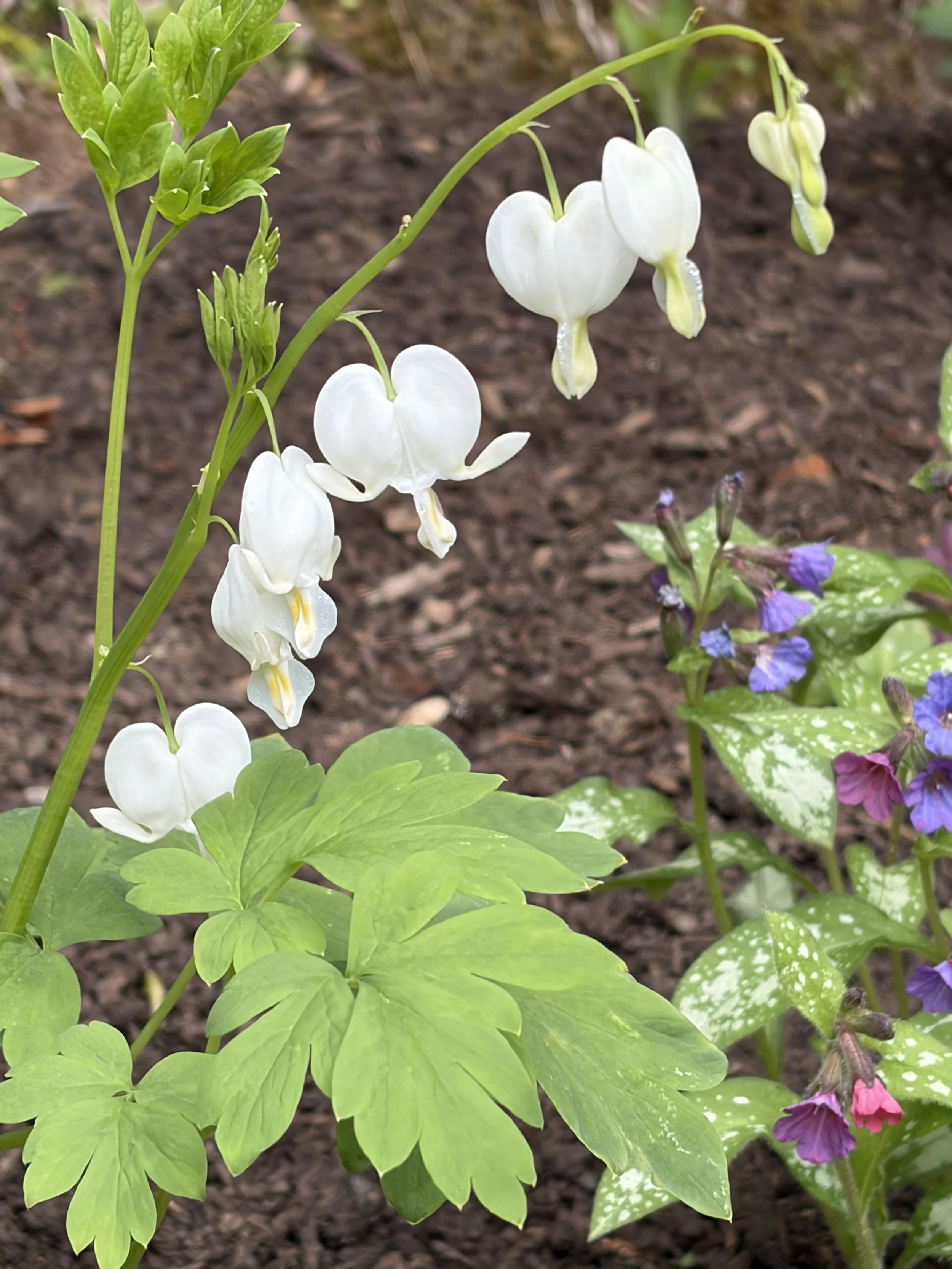 White bleeding heart flowers in bloom.