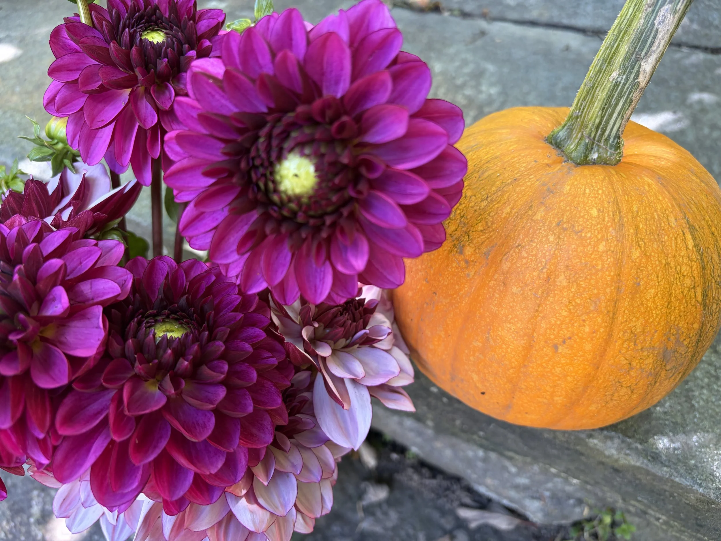 Orange pumpkin with purple dahlias