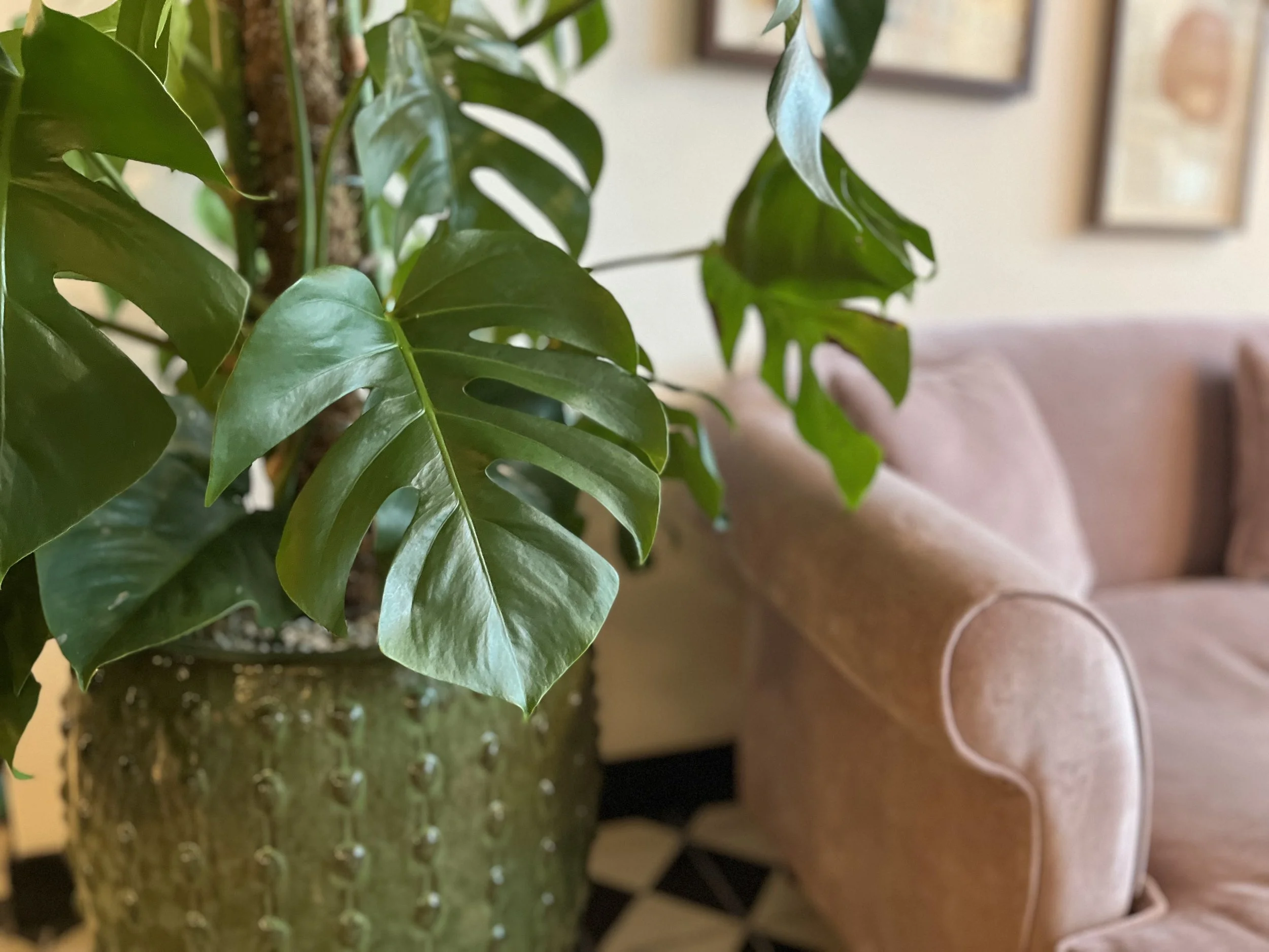 A plant with a pink sofa in the background