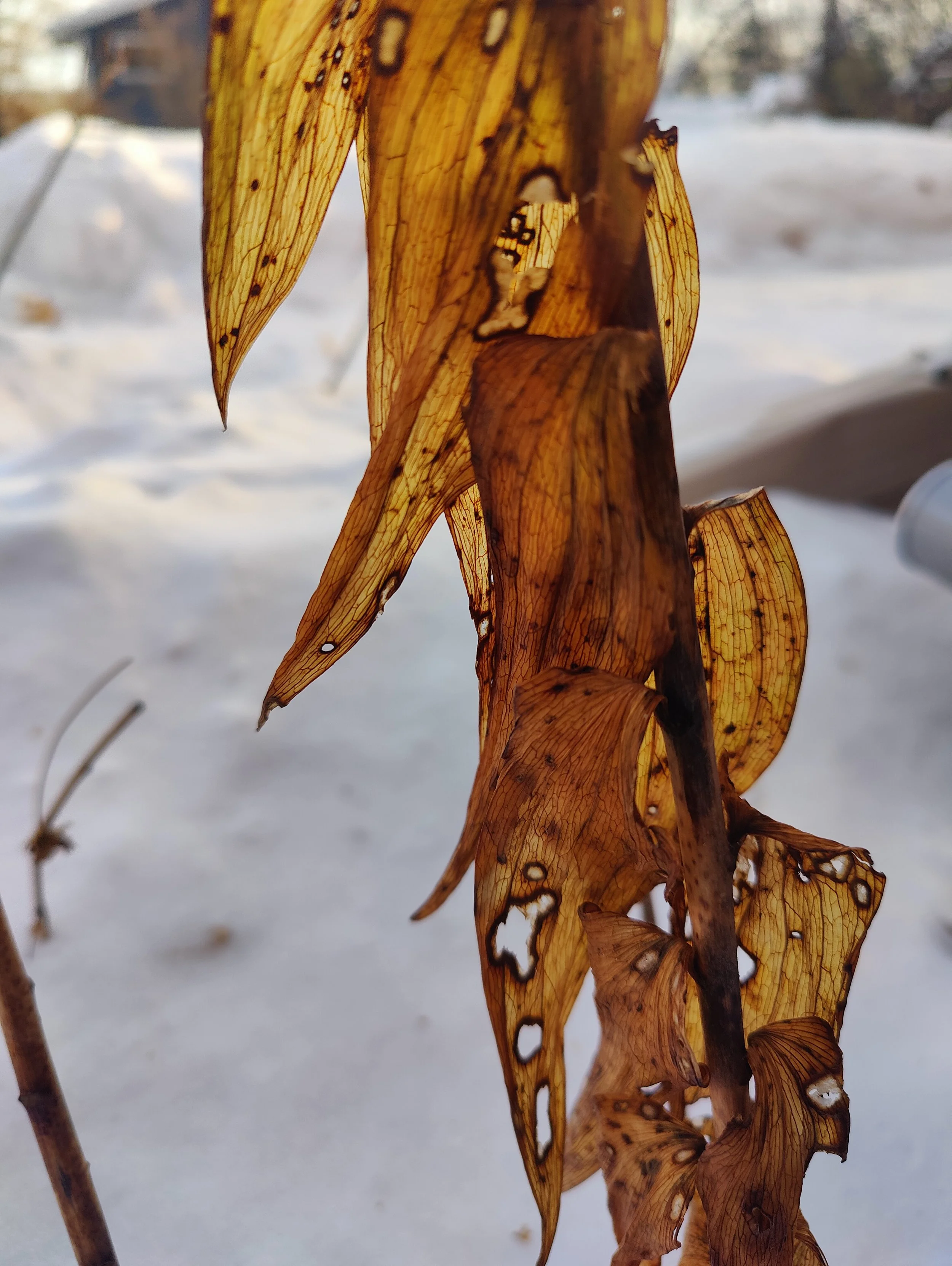 Ancestor Eaters:A musing on white detachment, deep belonging, and learning to love the land as family