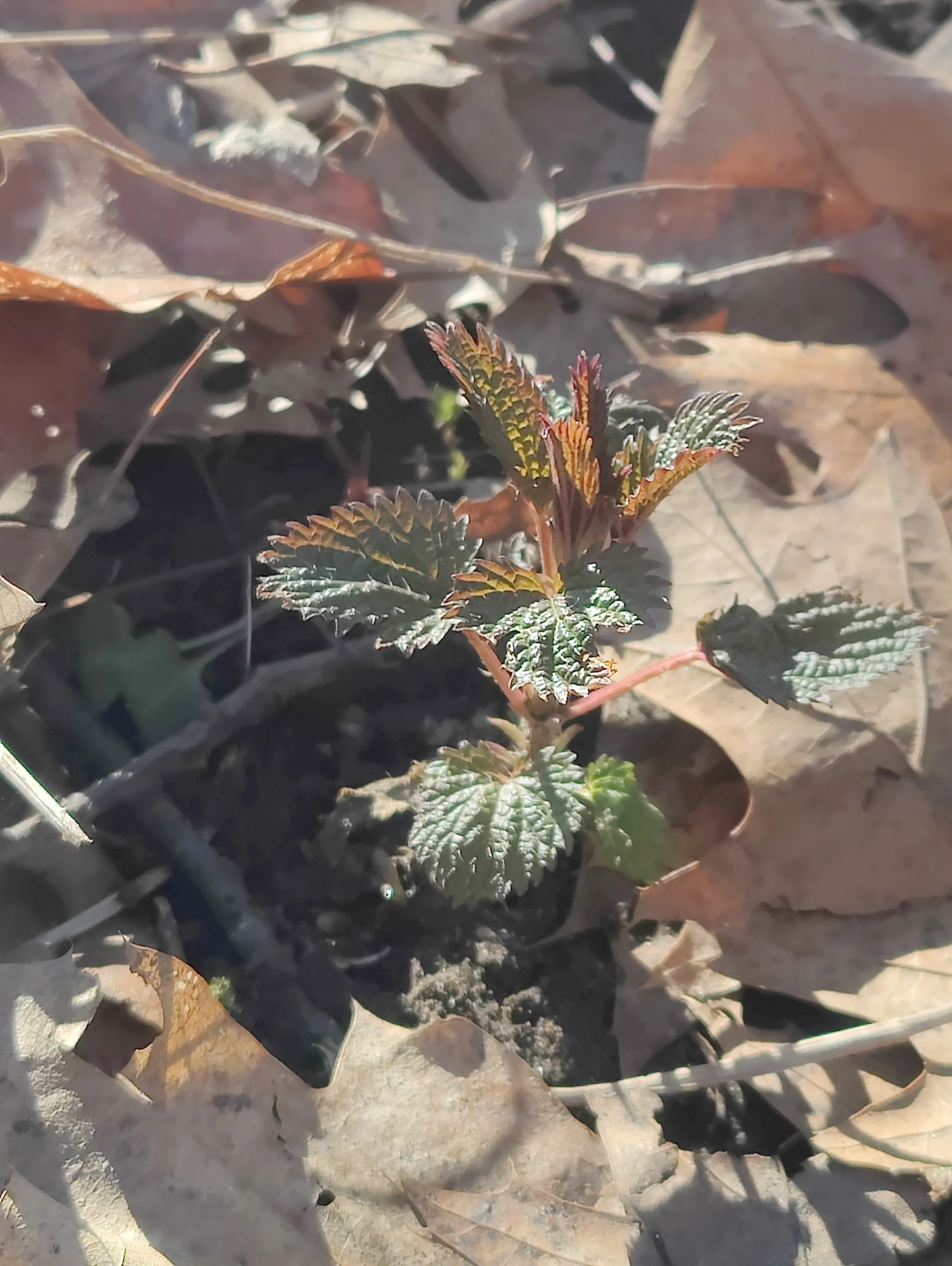 The Earth Remembers How: A letter for the turning season