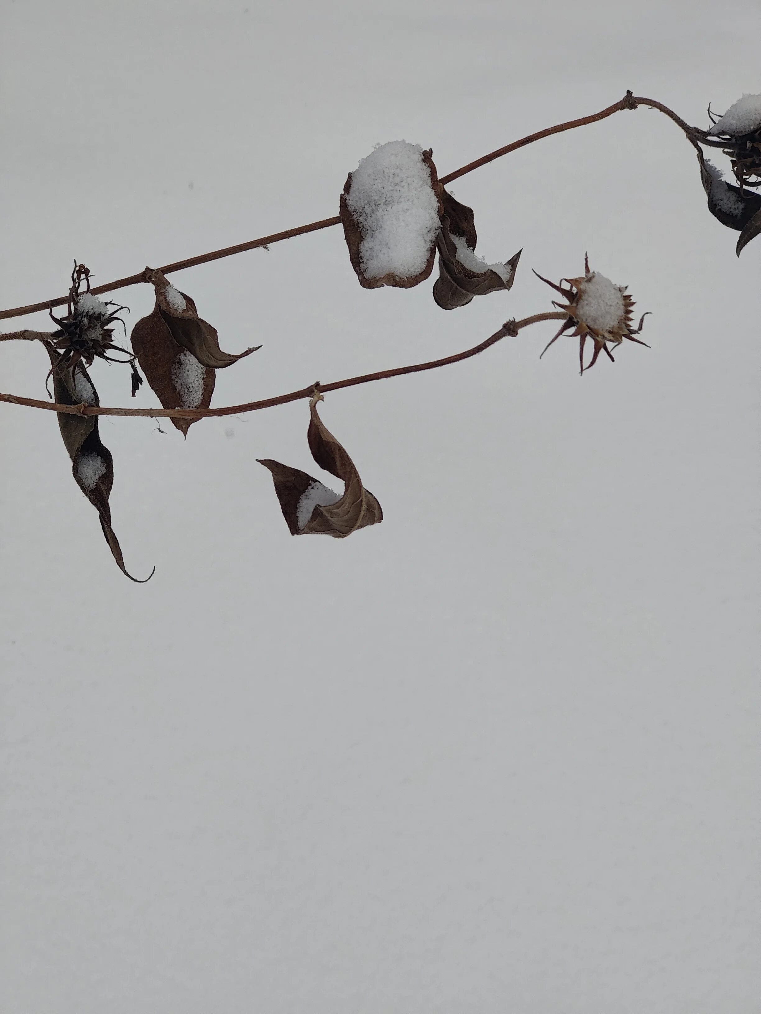 Reflections of Grief and Loss: Lessons from Winter's Blanket