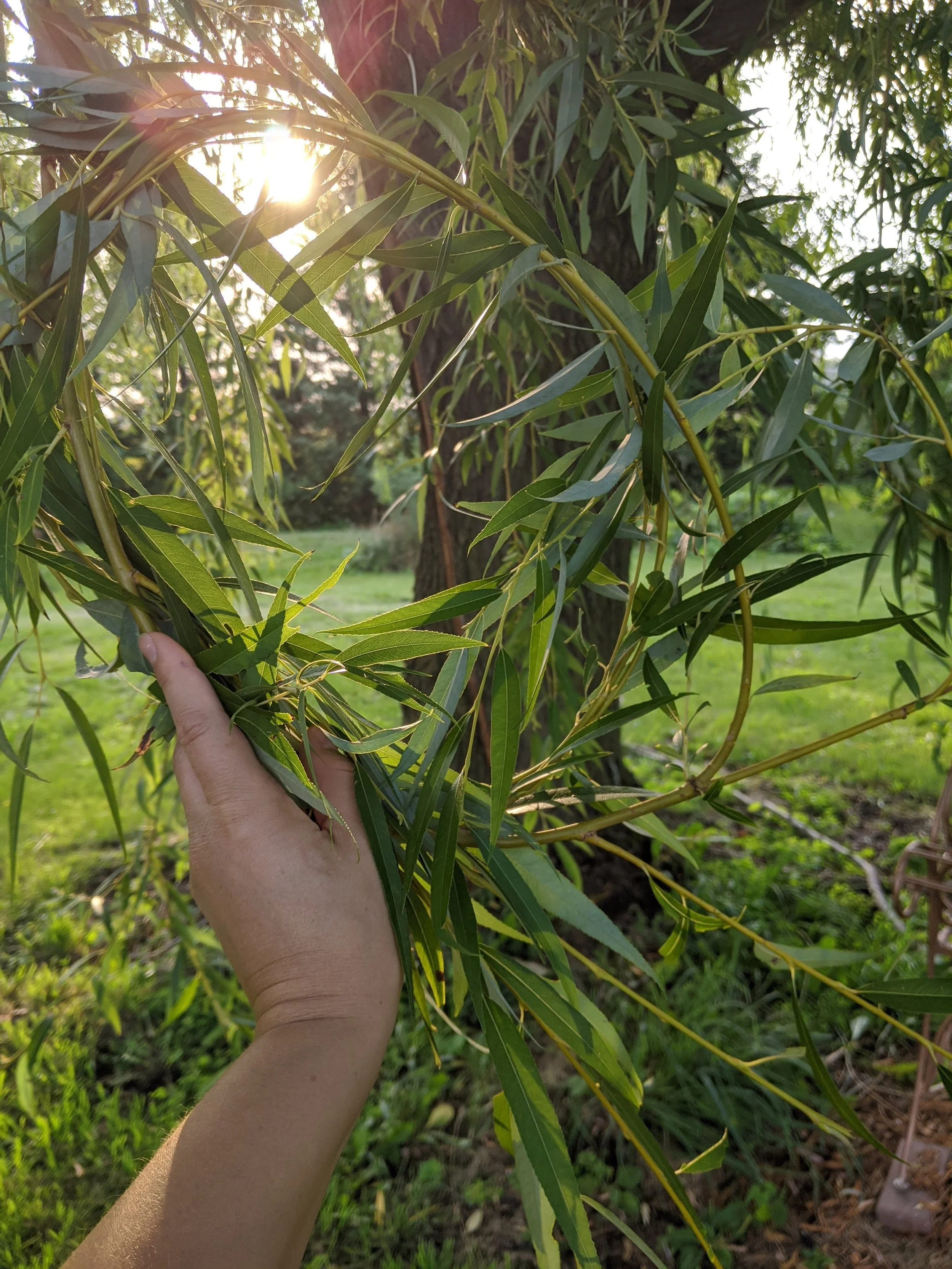 What the Willow Gives&nbsp;On grief, violation, and the stubborn generosity of Willow