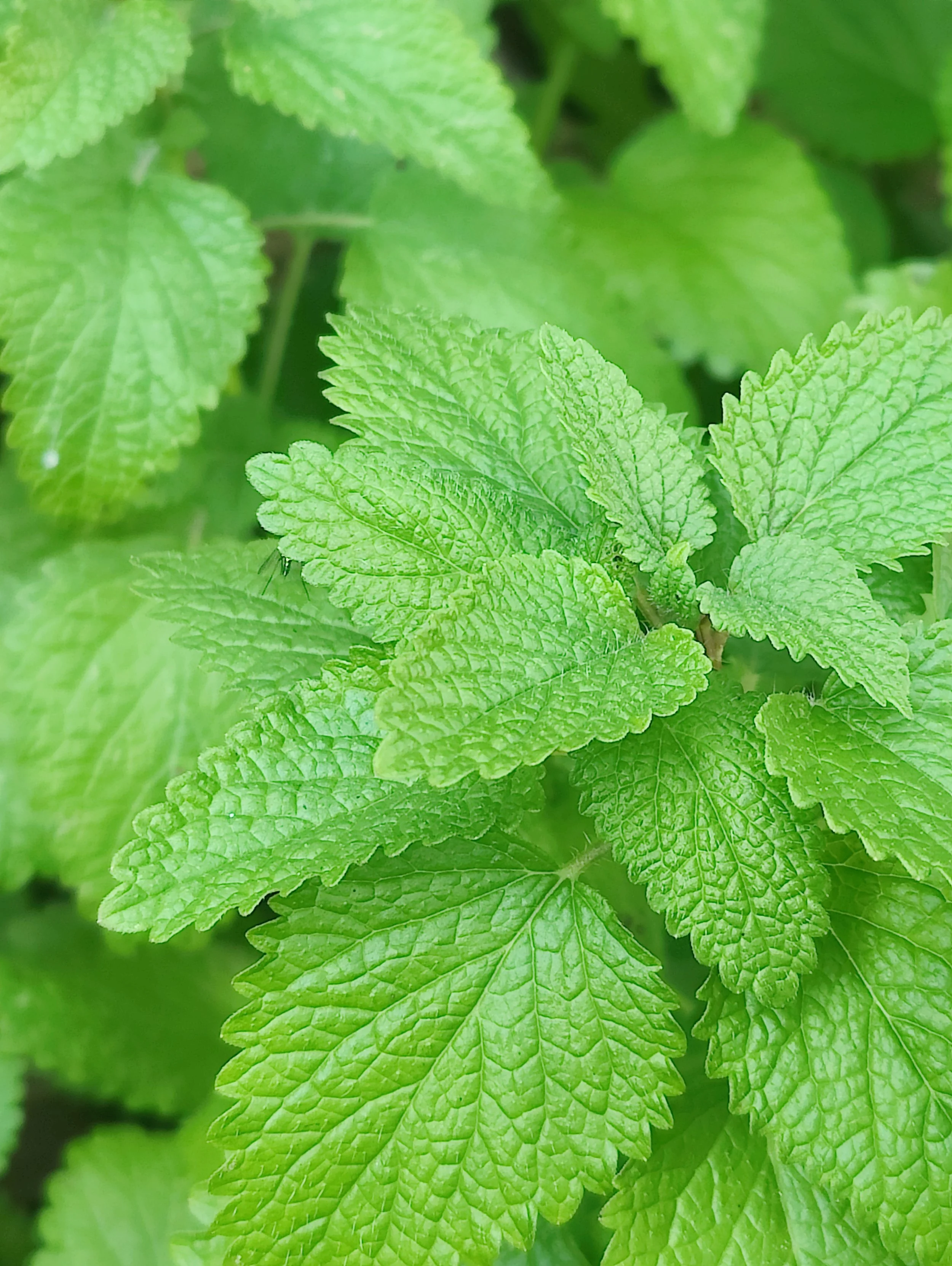 Lemon Balm Oracle Card