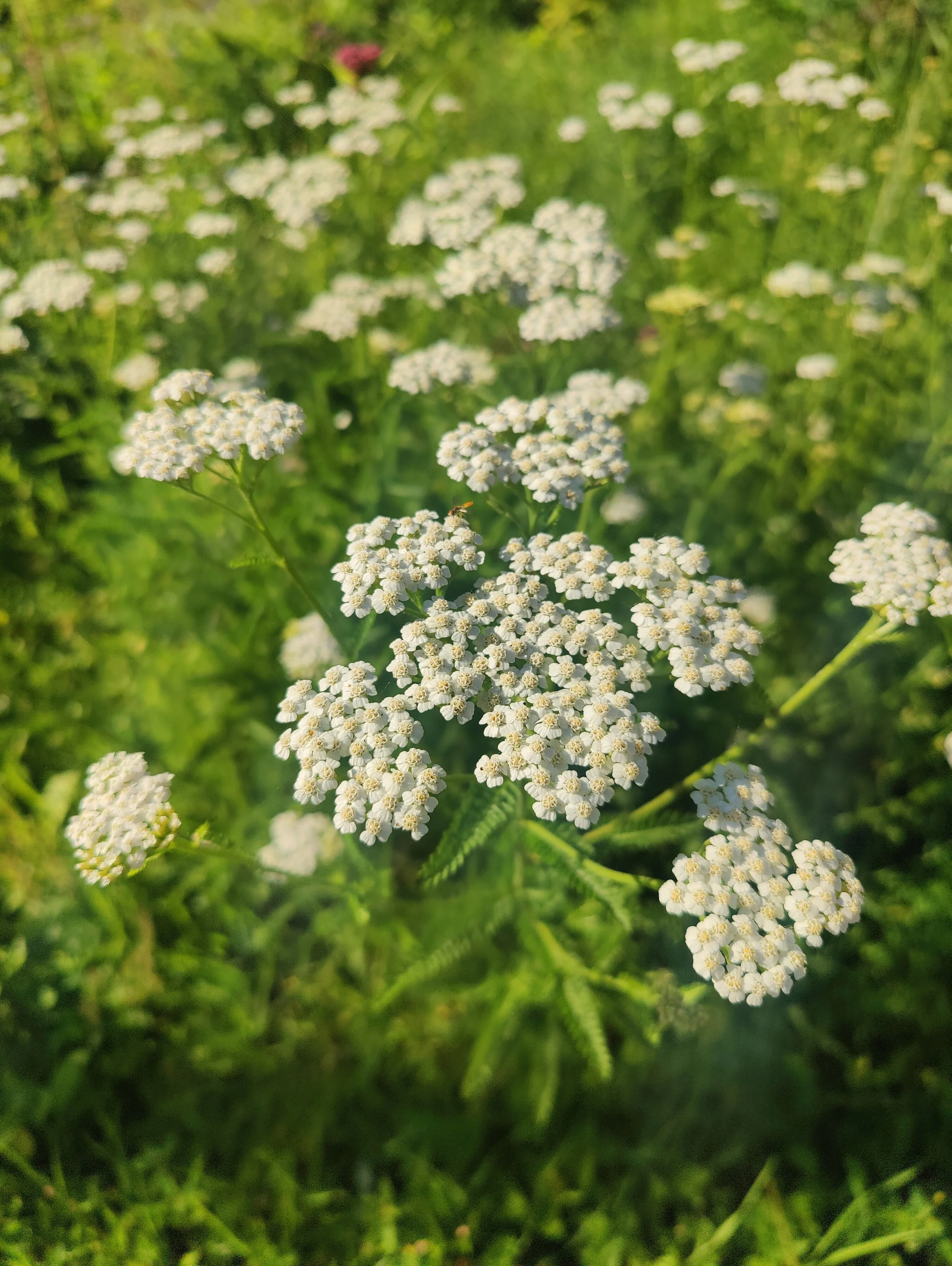 Yarrow Oracle Card