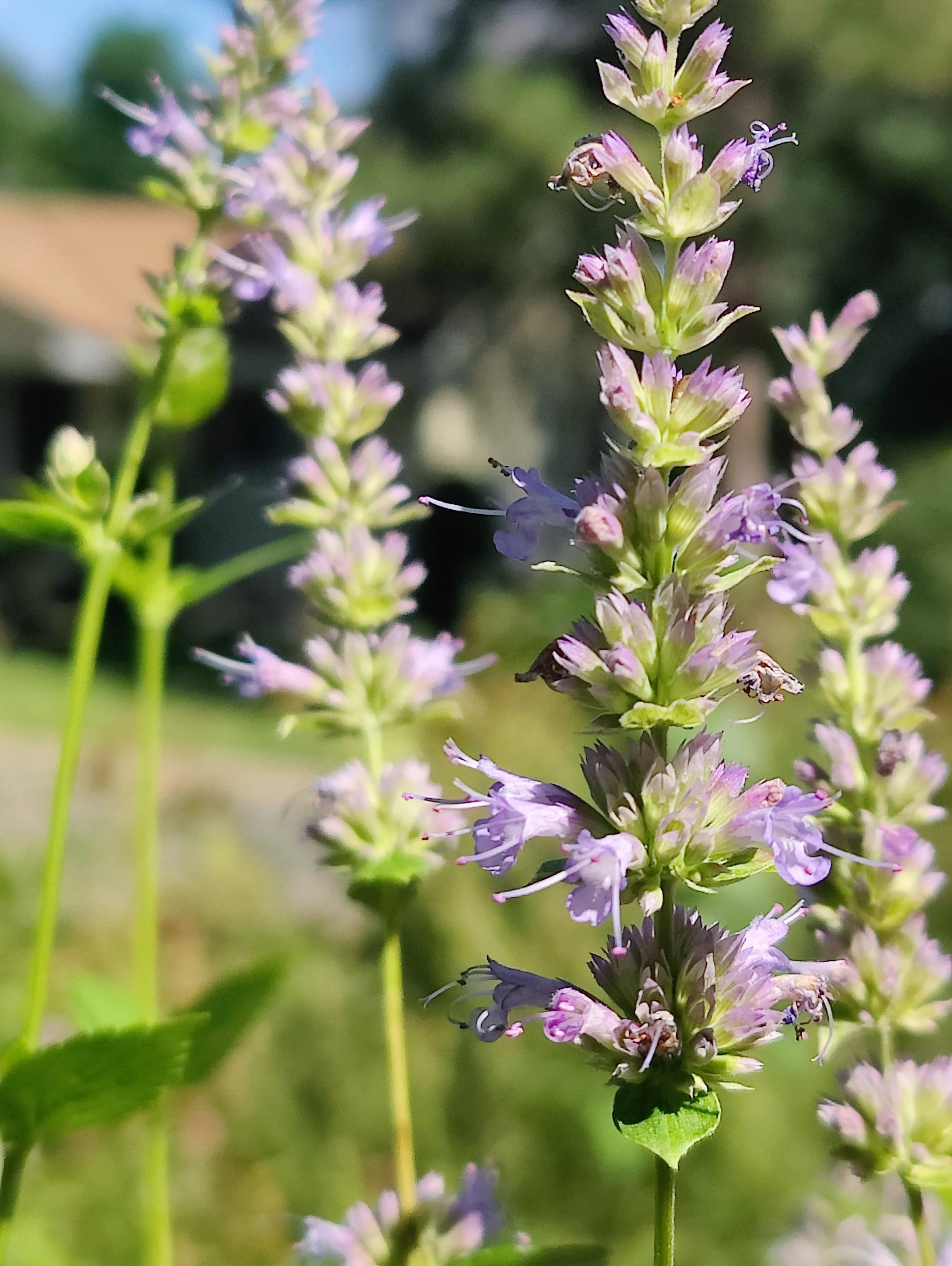 Anise Hyssop Oracle Card