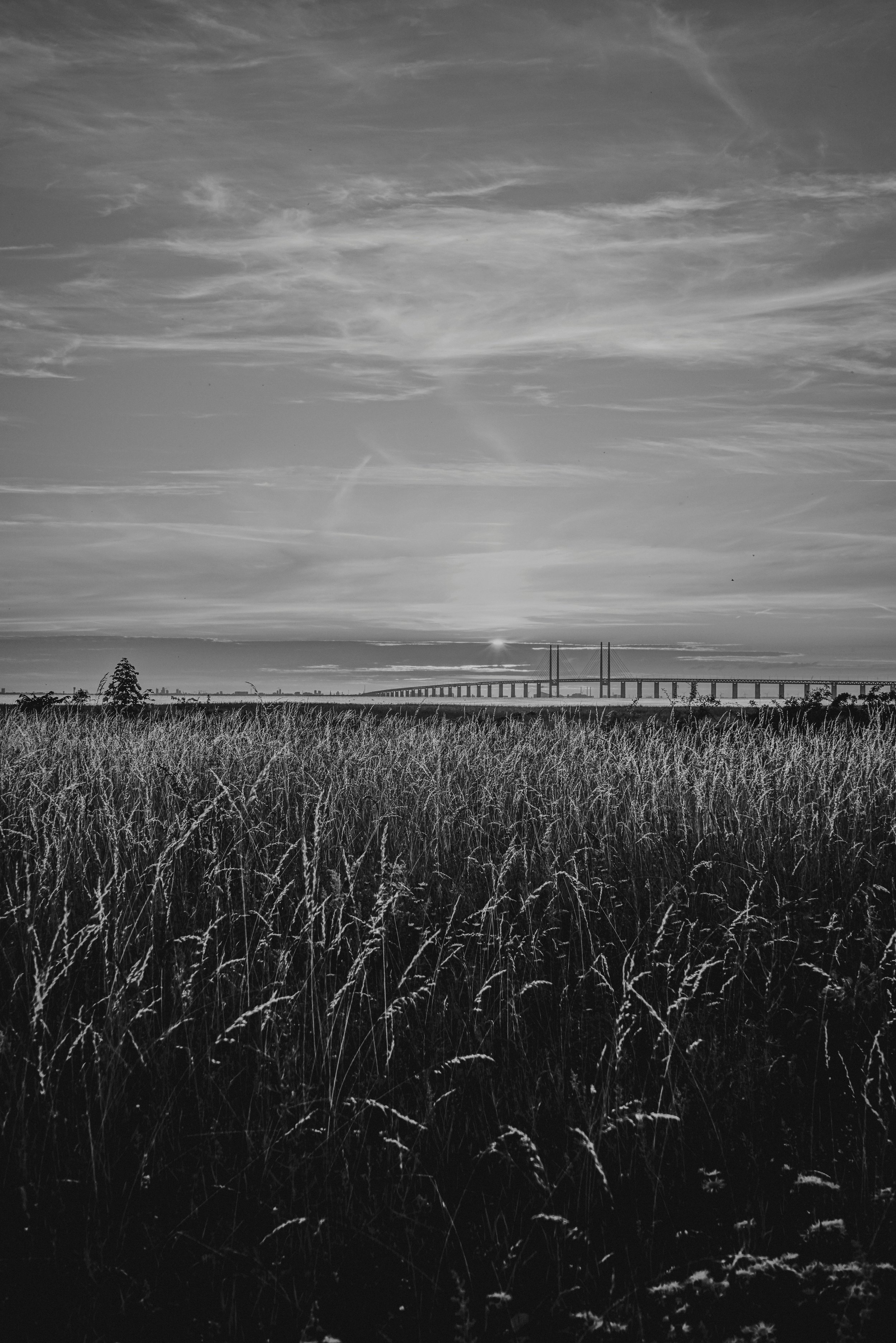 Svartvitt foto av ett hav av höstliknande växter med en bro i bakgrunden och en molnig himmel