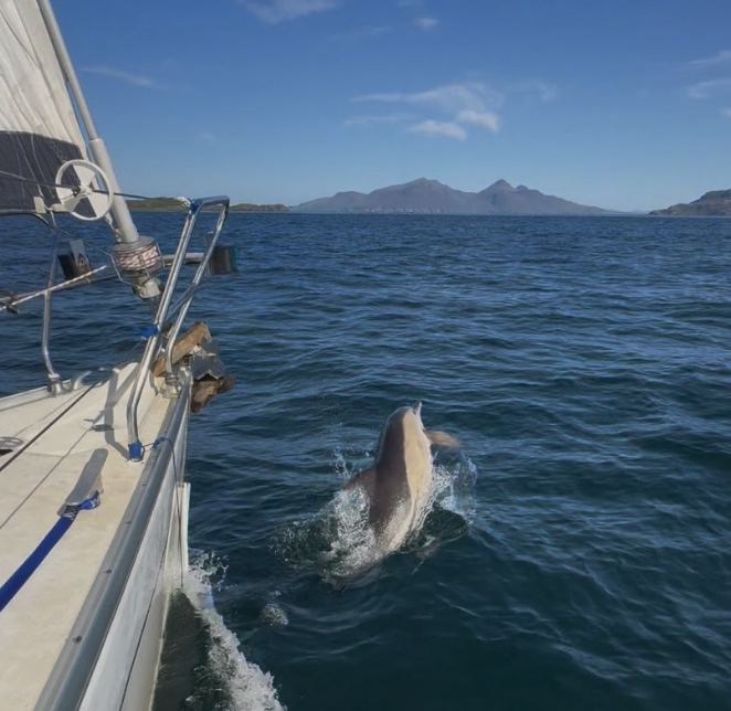 A shark jumping out of the water near a sailboat on a calm ocean, with distant islands and mountains in the background under a blue sky.