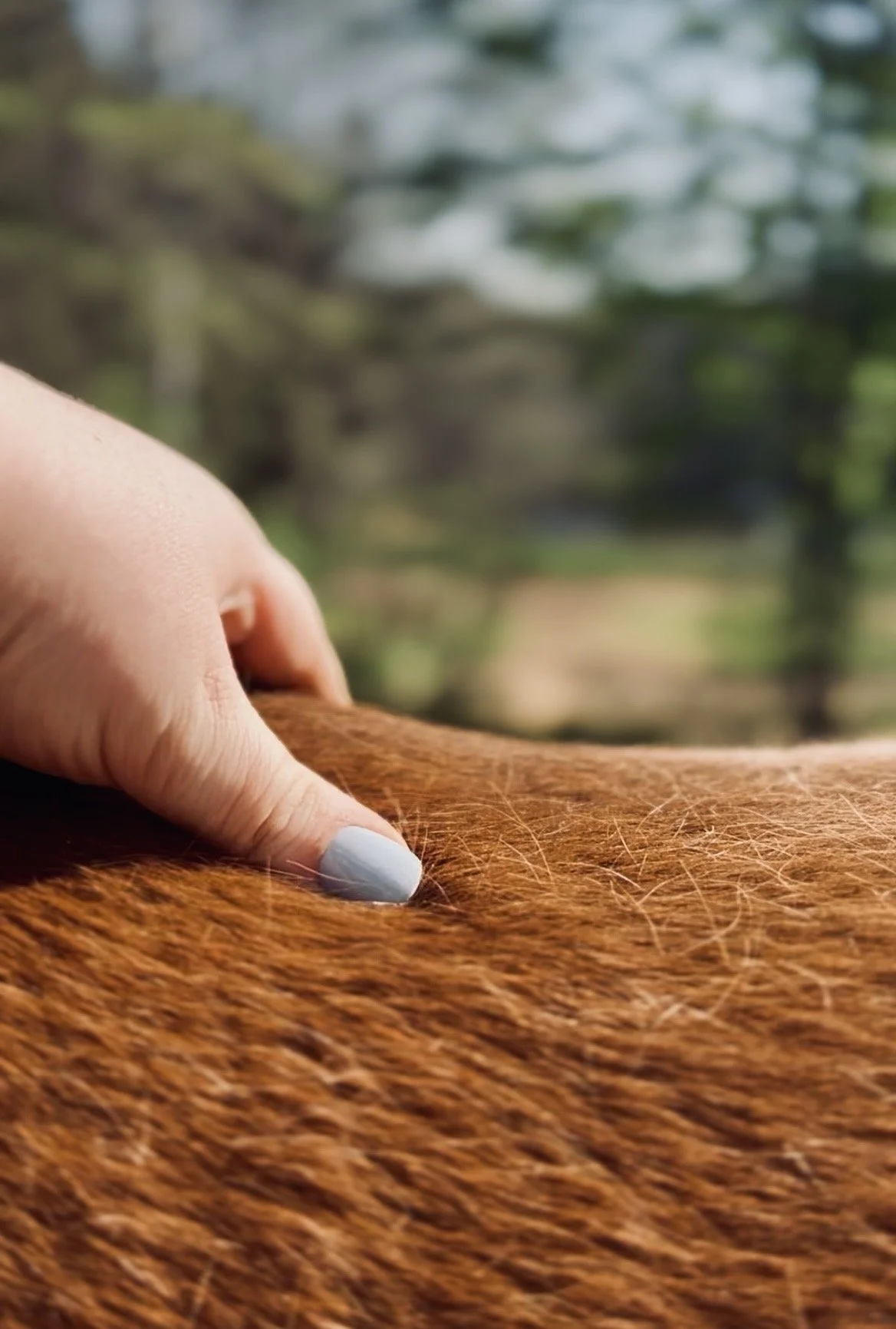 A hand with nails painted light gray petting a brown horse's back, with a blurred outdoor background.
