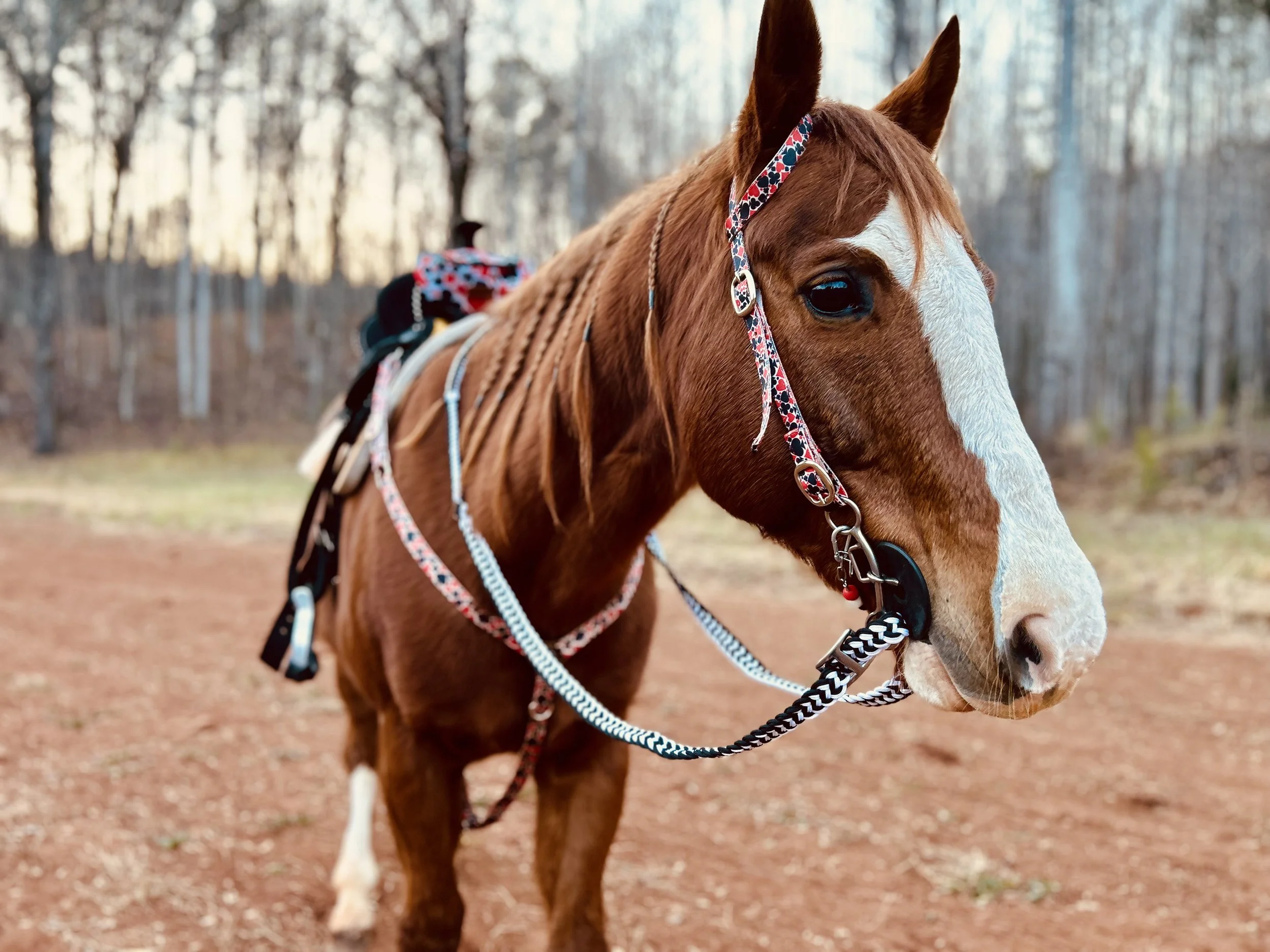 Close-up of a chestnut horse with a white blaze on its face, wearing a colorful halter and saddle set, standing outdoors on a dirt path with a forest of leafless trees in the background.