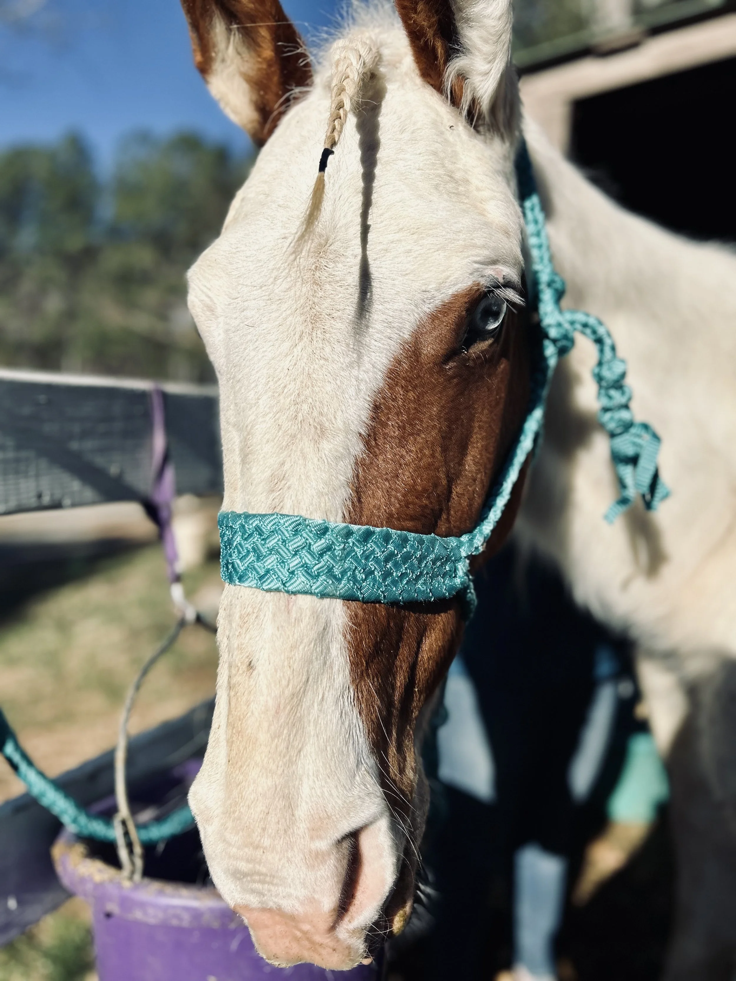 Close-up of a white and brown horse with blue eyes, wearing a teal halter, outdoors on a sunny day.