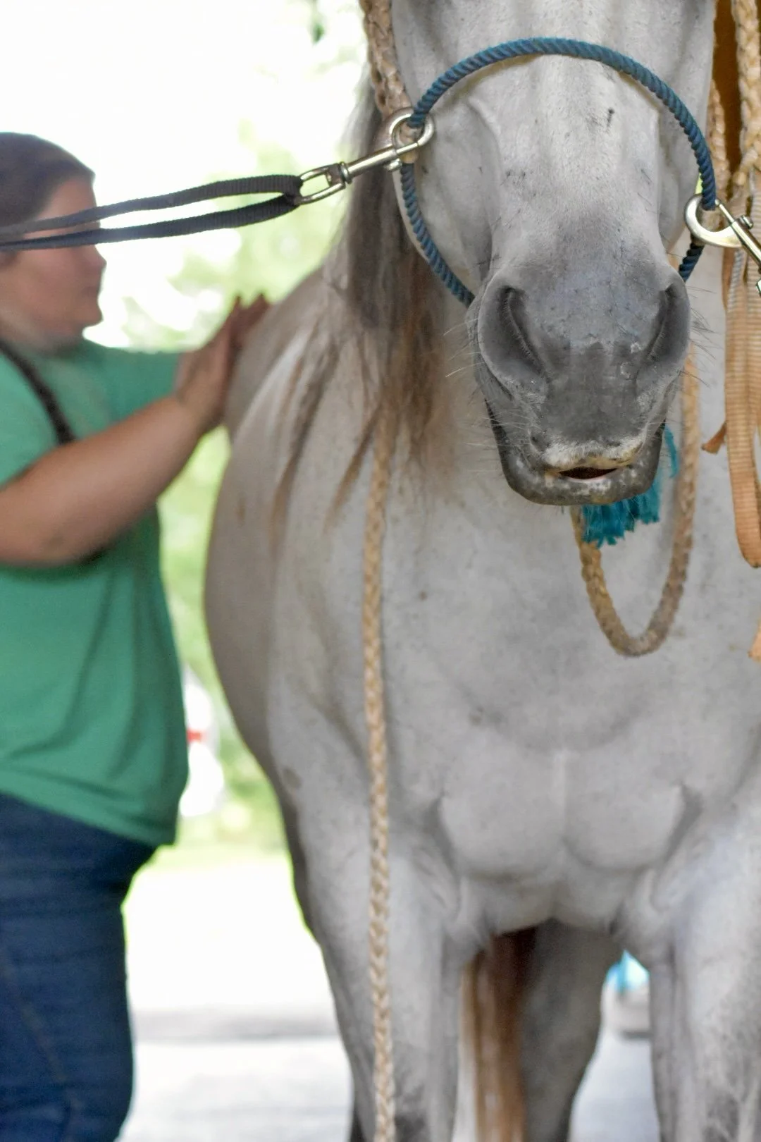 A person in a green shirt petting a white horse with a gray face and blue halter, standing outdoors.