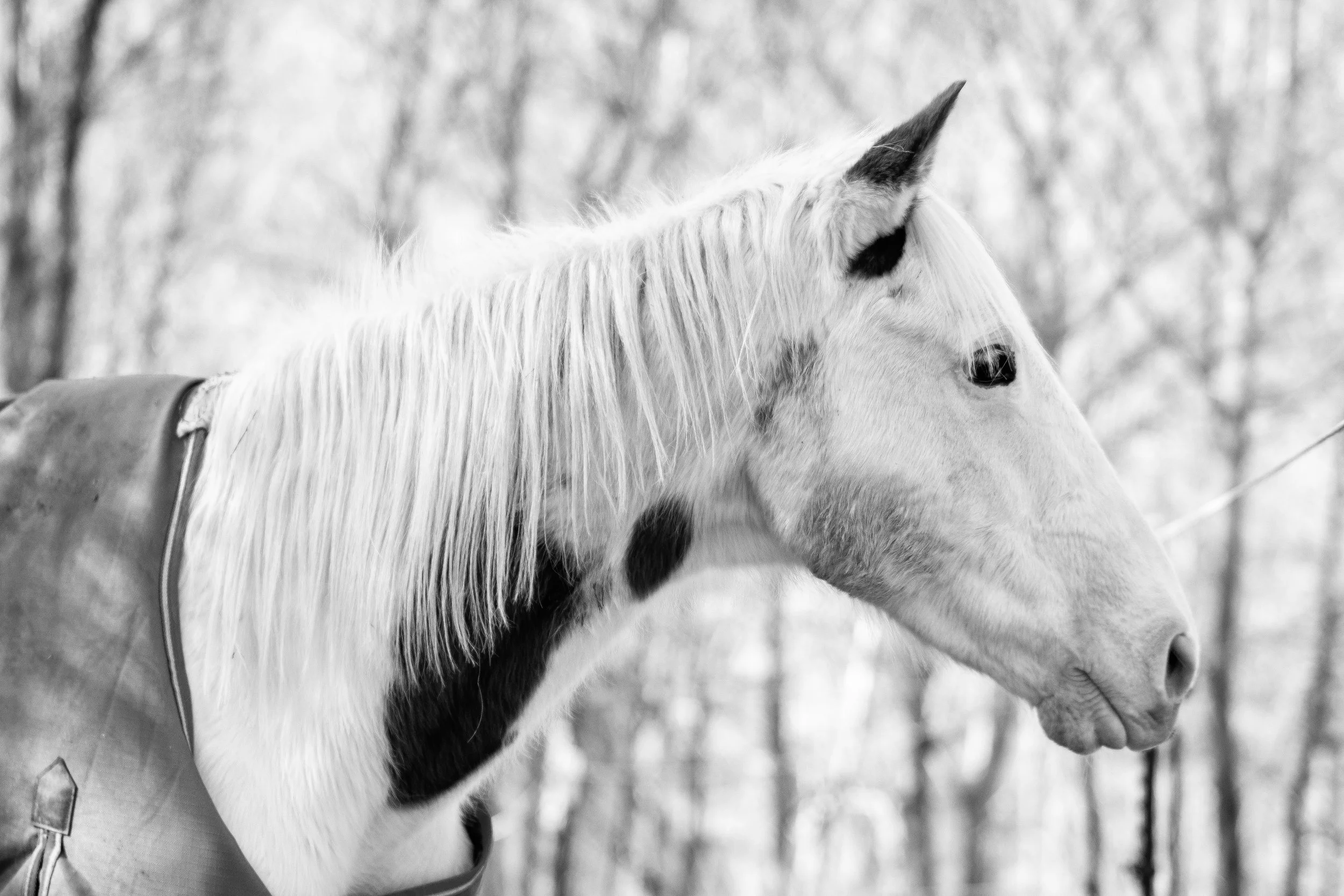 Black and white photo of a white horse with a black patch on its neck, wearing a blanket, standing outdoors with leafless trees in the background.