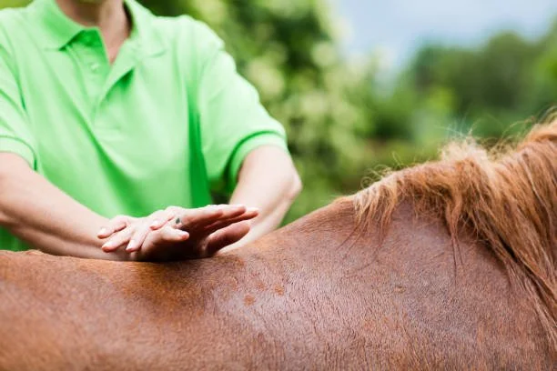 Equine masssage therapy