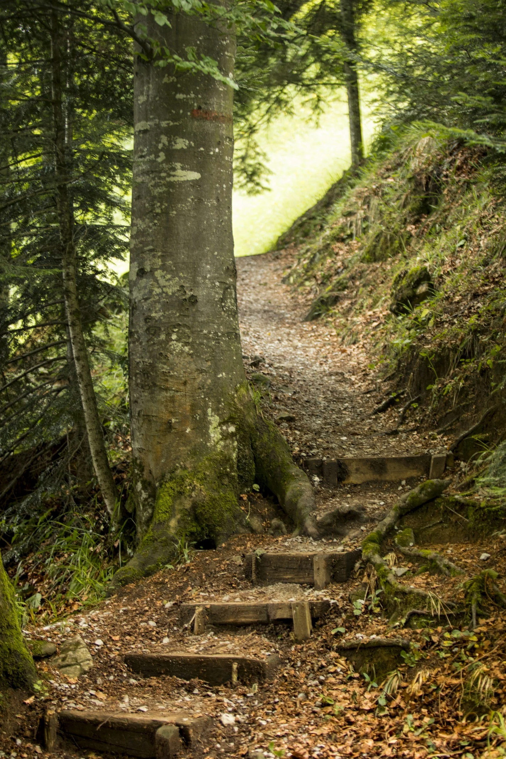 A well-worn path with steps leads past a moss-covered tree and up a hill.
