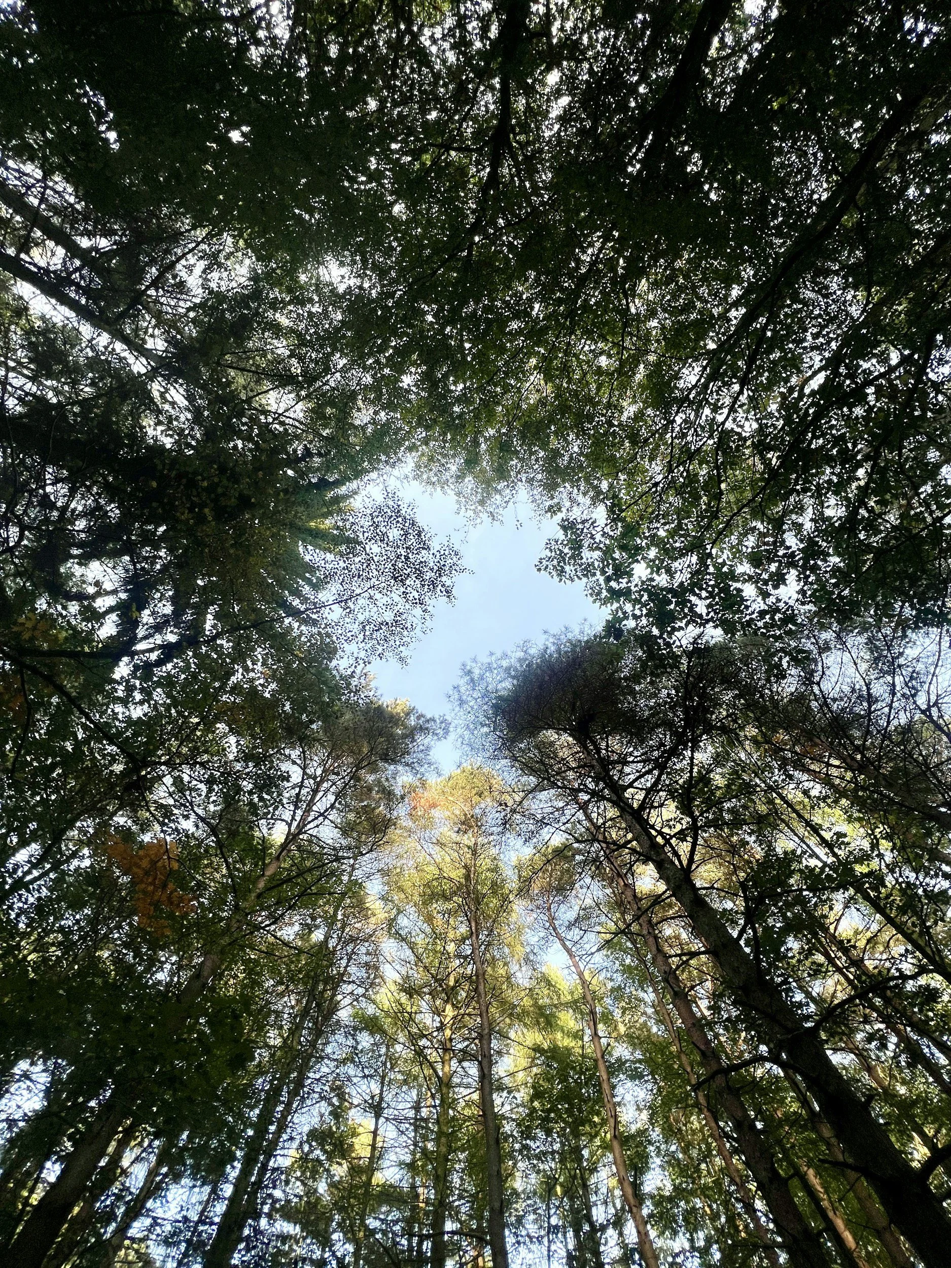An upward shot from the floor of a thriving forest, looking past the thick tree trunks toward a lush canopy