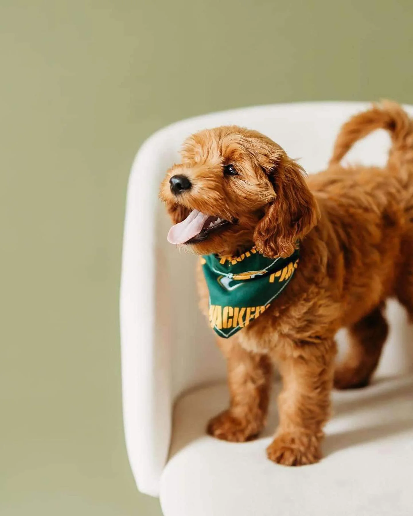 A happy brown puppy with floppy ears and a green bandana sitting on a white chair against a light green background.
