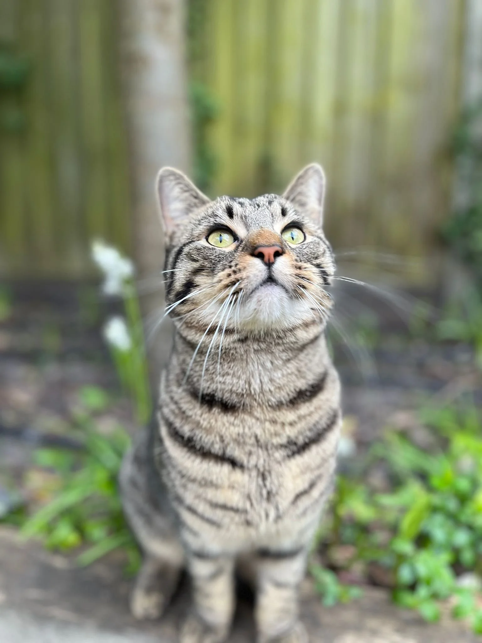A tabby cat with green eyes looking upward outdoors, surrounded by greenery and bamboo.