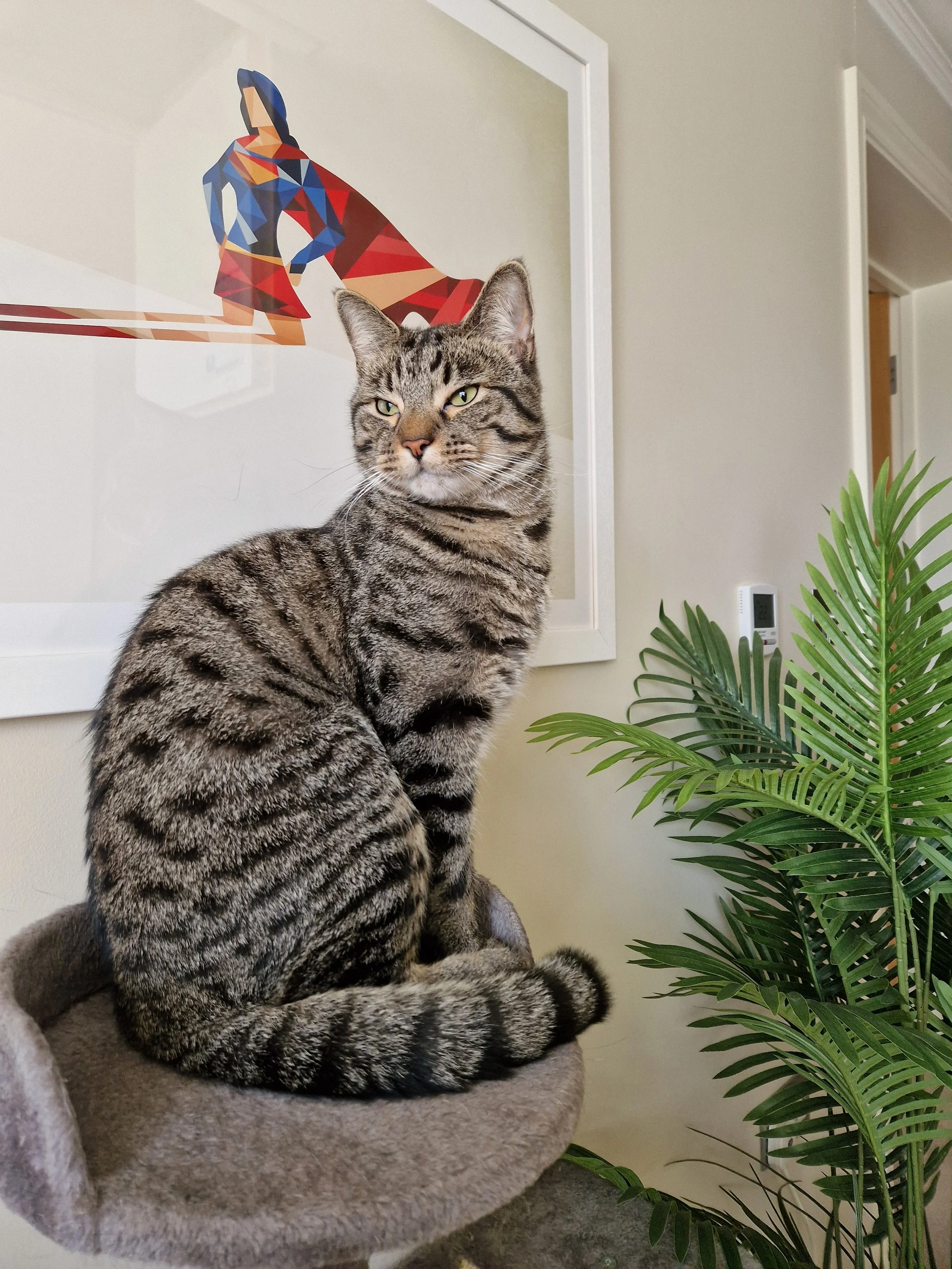 A tabby cat with green eyes sitting on a gray soft cat bed near some green indoor plants, with a colorful geometric art print of a woman in a dress on the wall in the background.