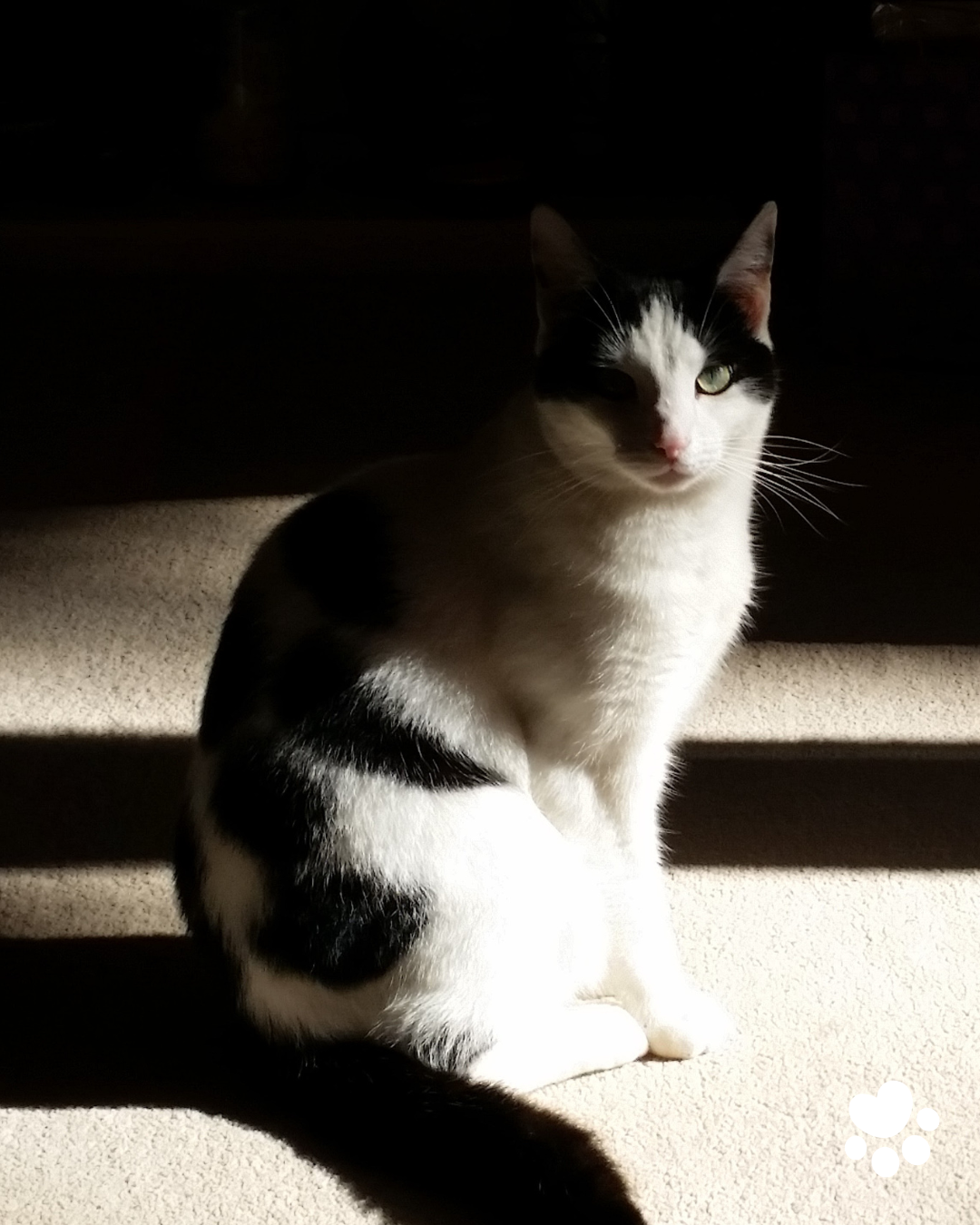 A black and white cat sitting on a carpeted step, with sunlight shining on it, highlighting its face and body, while the background is dark.