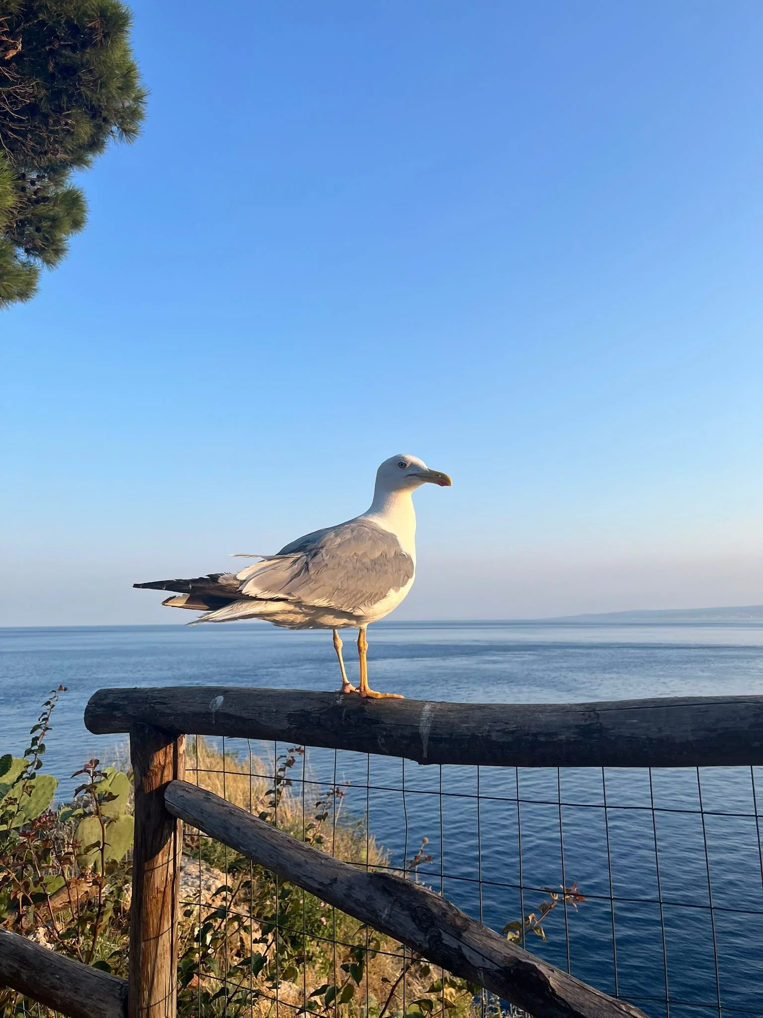 A seagull perched on a wooden railing overlooking a body of water with trees and a cliff in the background under a clear blue sky.