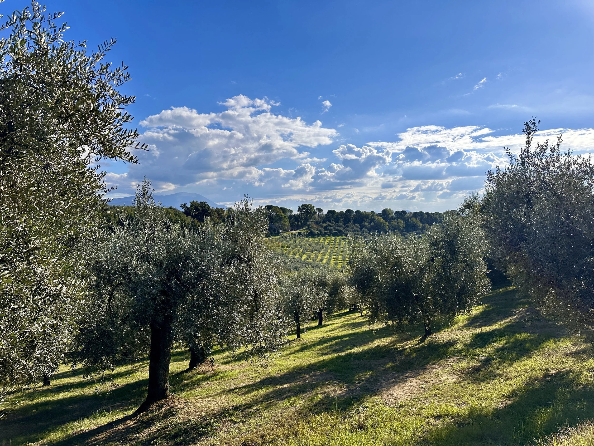 Olive grove Tuscany