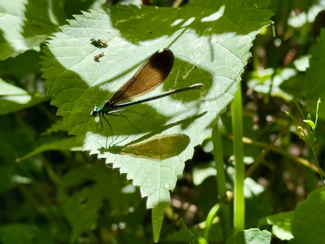 Dragonflies, mosquitoes and nettles…