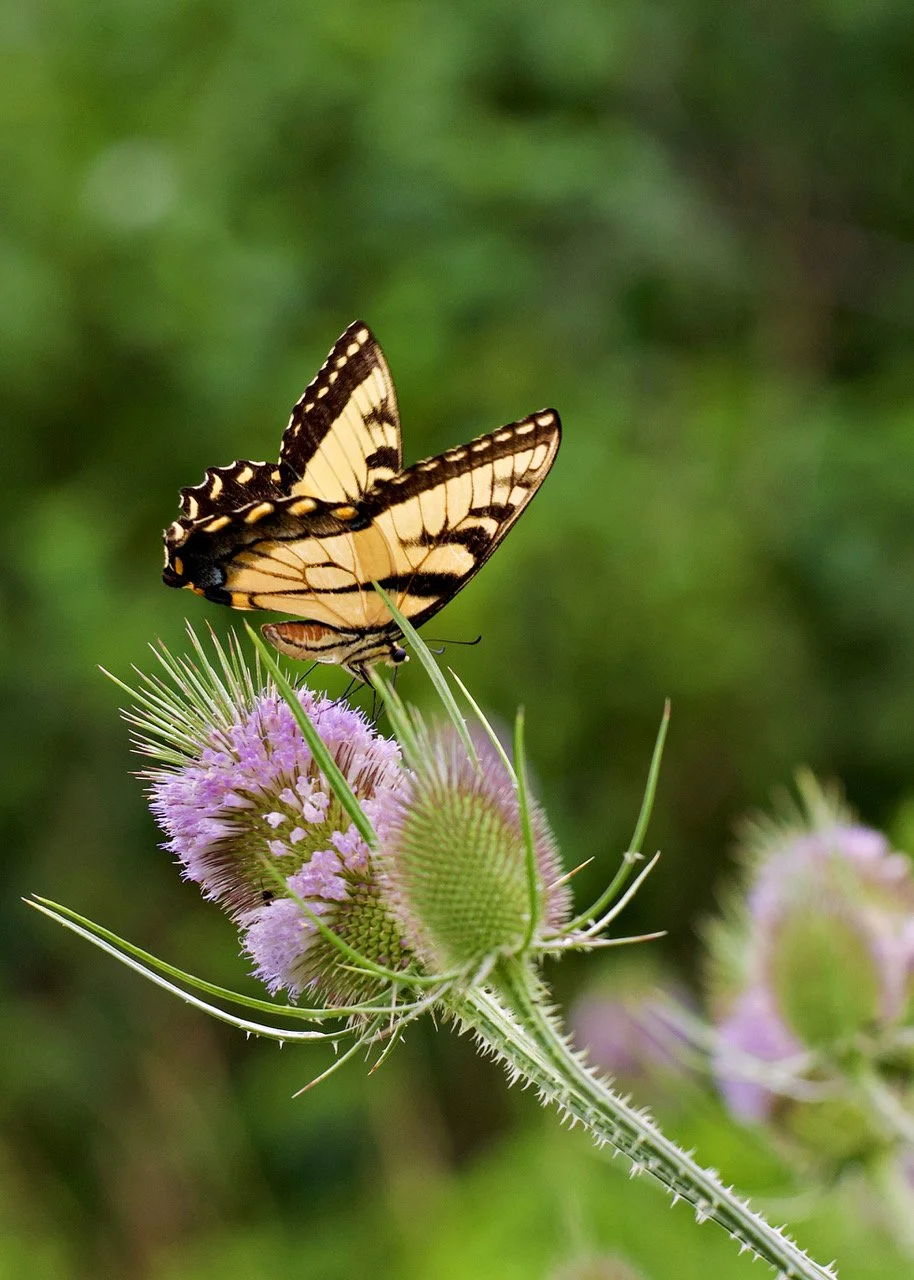 Wildflowers and butterflies after the storms