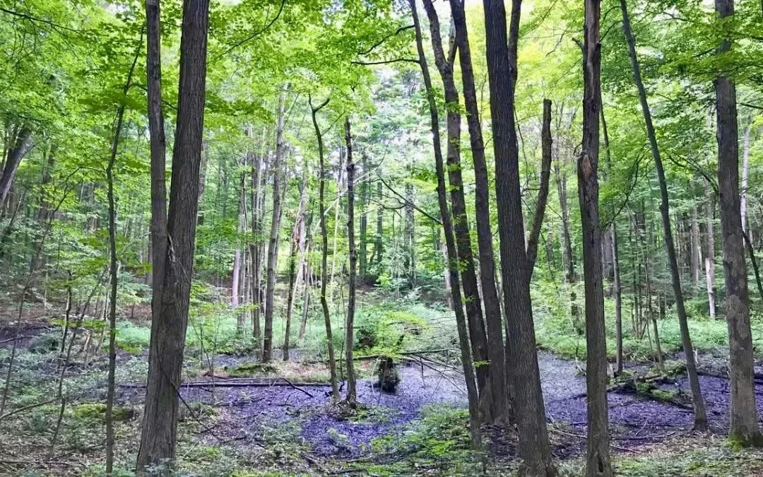 Myron Perman Nature Preserve