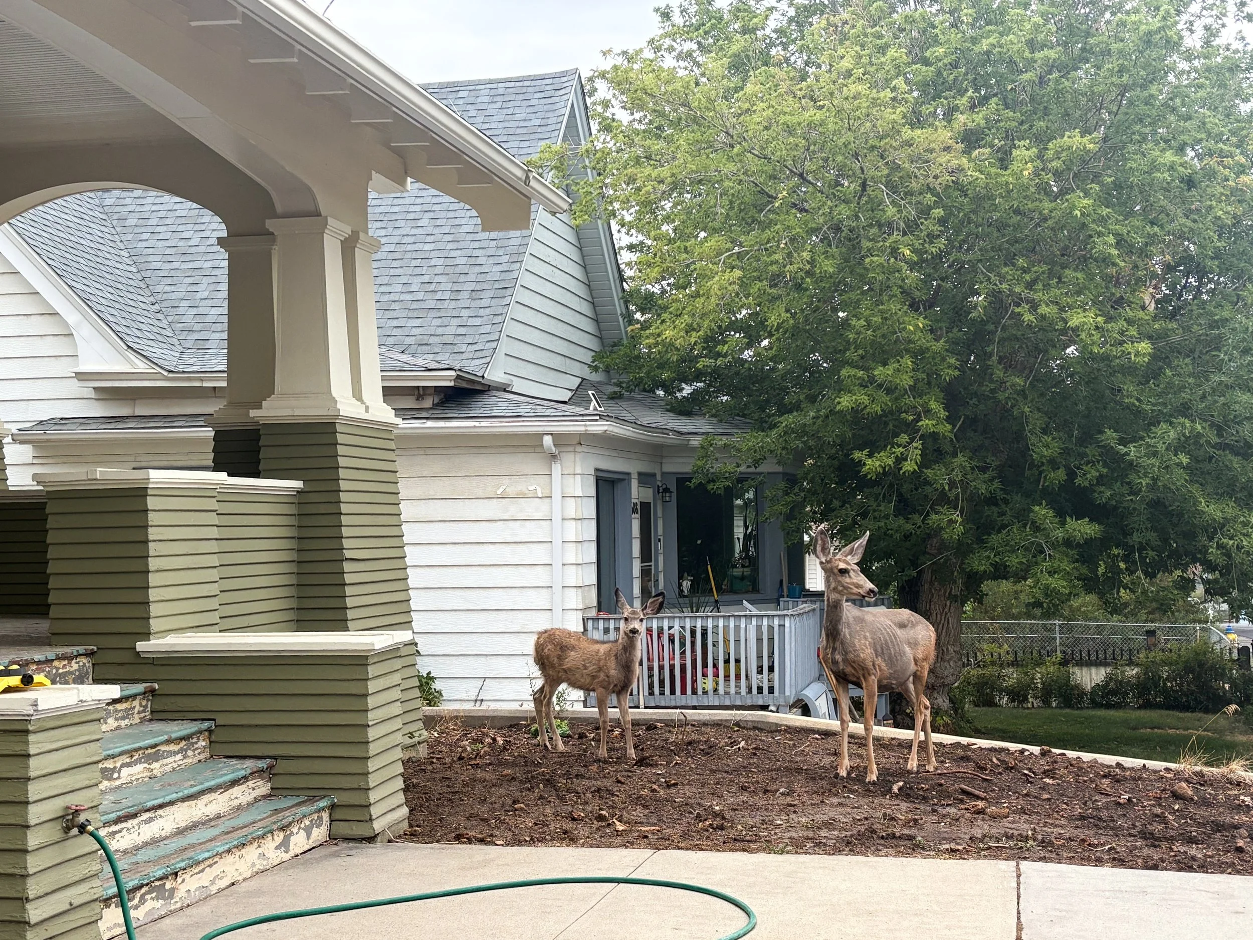 Two deer, a smaller one and a larger one, standing on a dirt patch in a residential yard. The yard has a house with white siding, a porch with green railing, and stairs. There is a large tree with green leaves and a chain-link fence in the background.
