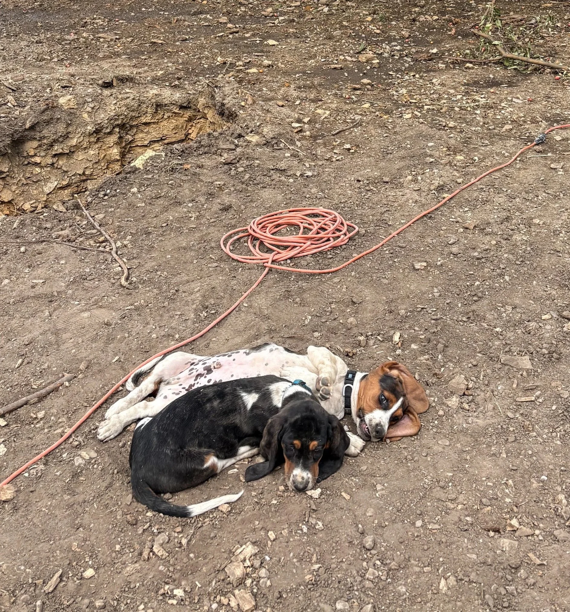 Two basset hound puppies lying on dirt ground next to an orange extension cord coiled nearby.