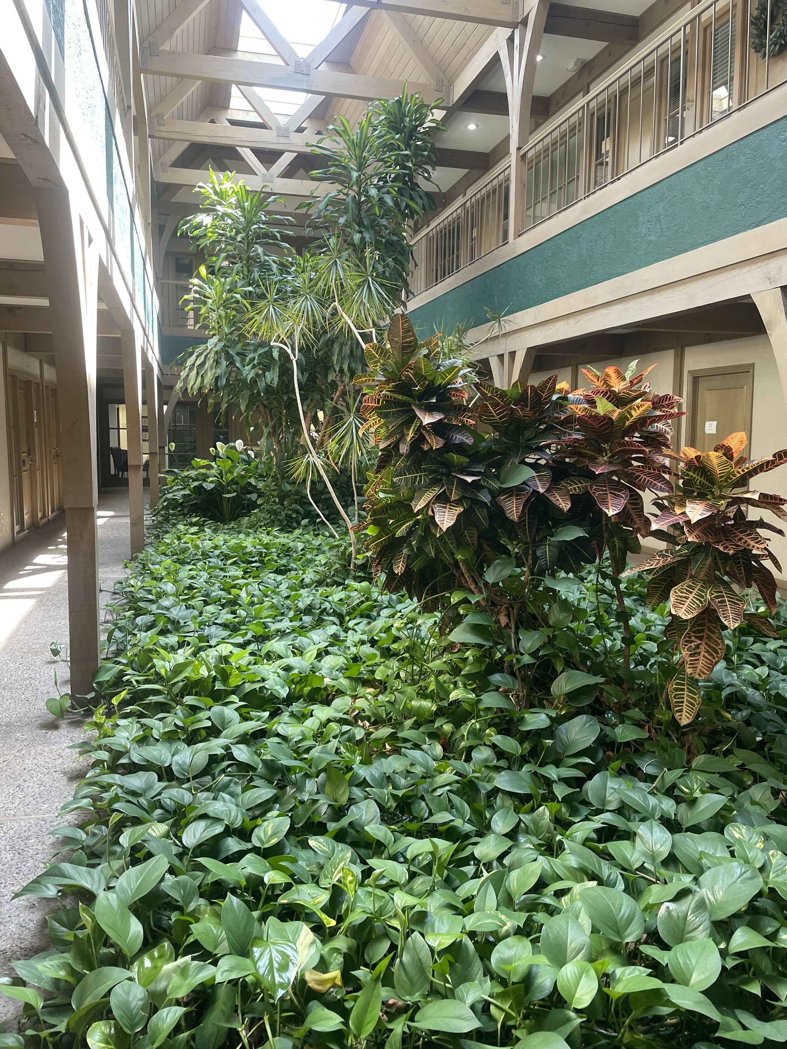 “Indoor atrium filled with natural light, greenery, and wooden accents at Wild Crocus Counseling Leawood KS—calming, nature-connected therapy environment designed for reflection and healing.
