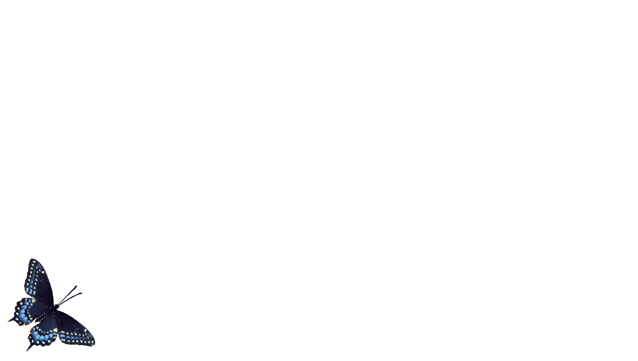 Black background with a blue butterfly in the bottom left corner.