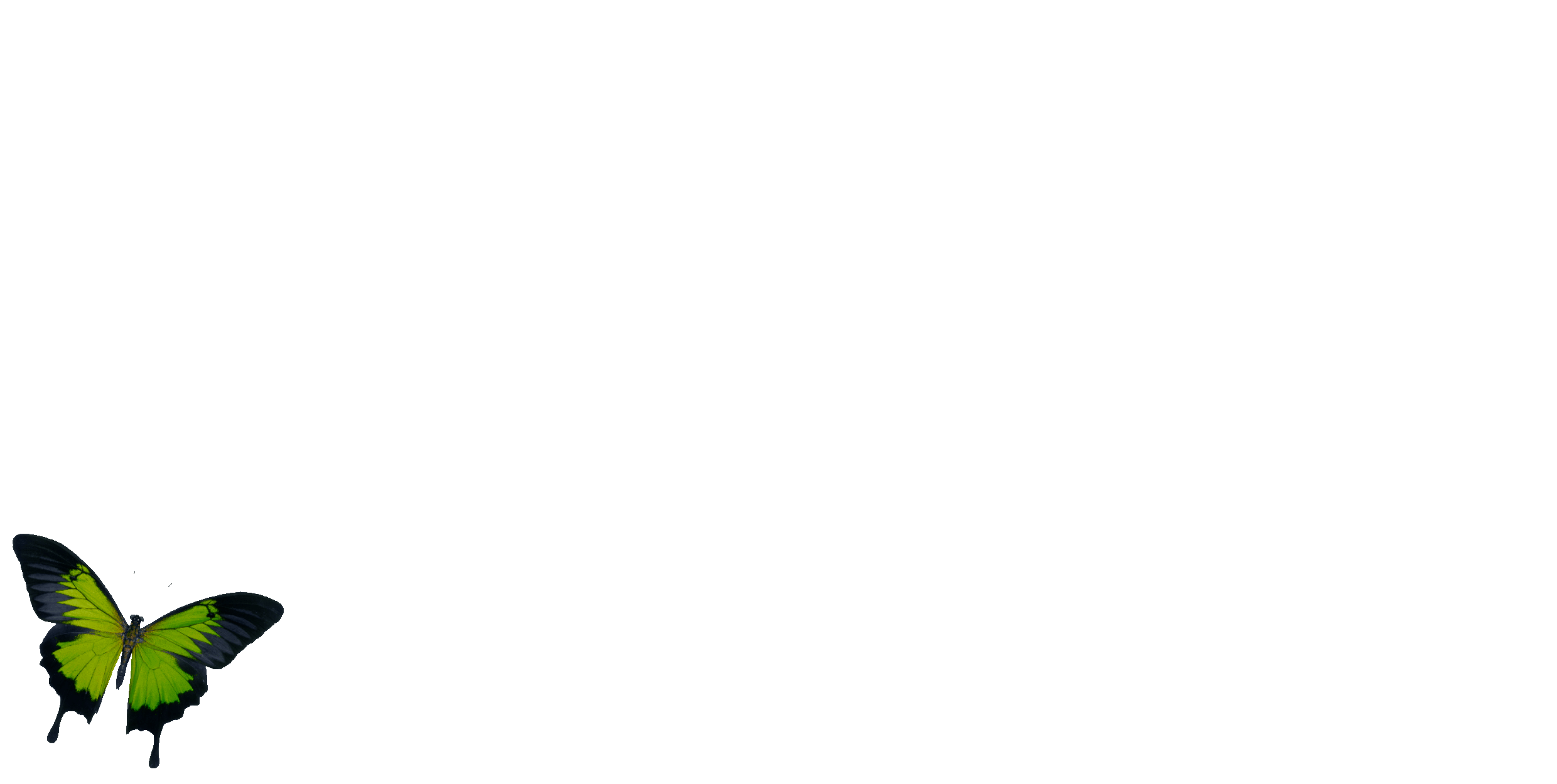 Black background with a green and black butterfly in the bottom left corner.