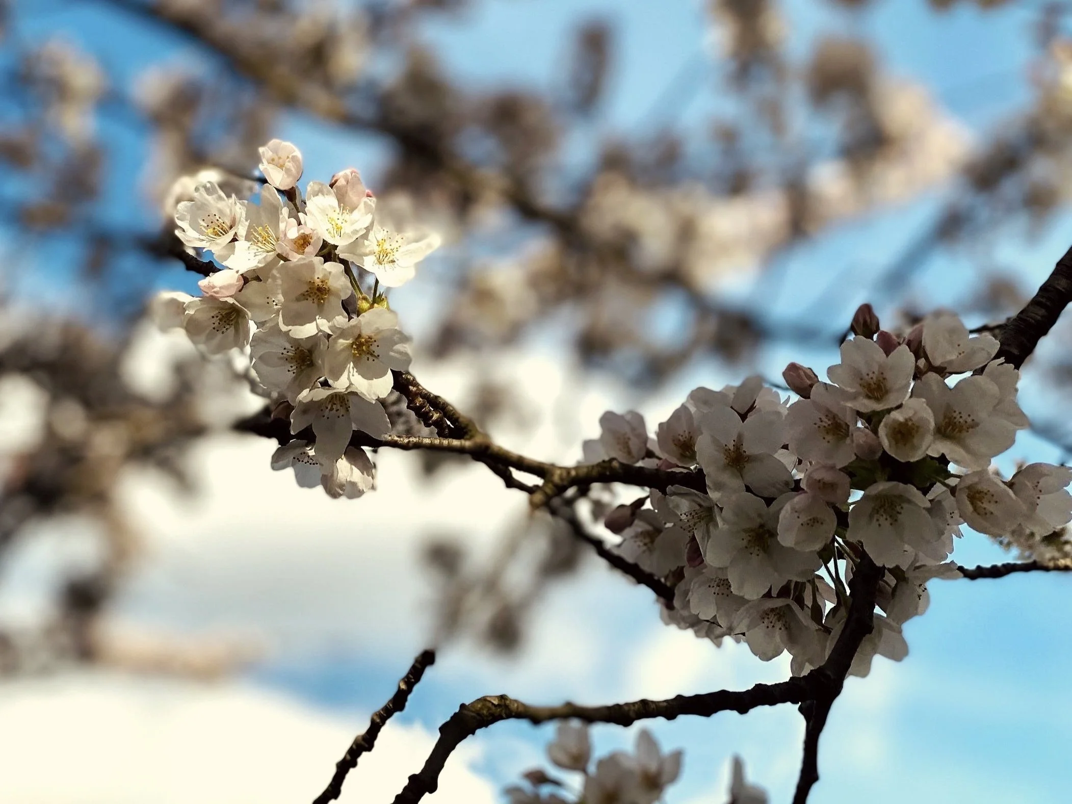 peace of mind accounting, chartered accountants harrow, compliance, taxation, audits, greater london accountant, northwest London accountant, harrow accounting, mct partnership llp