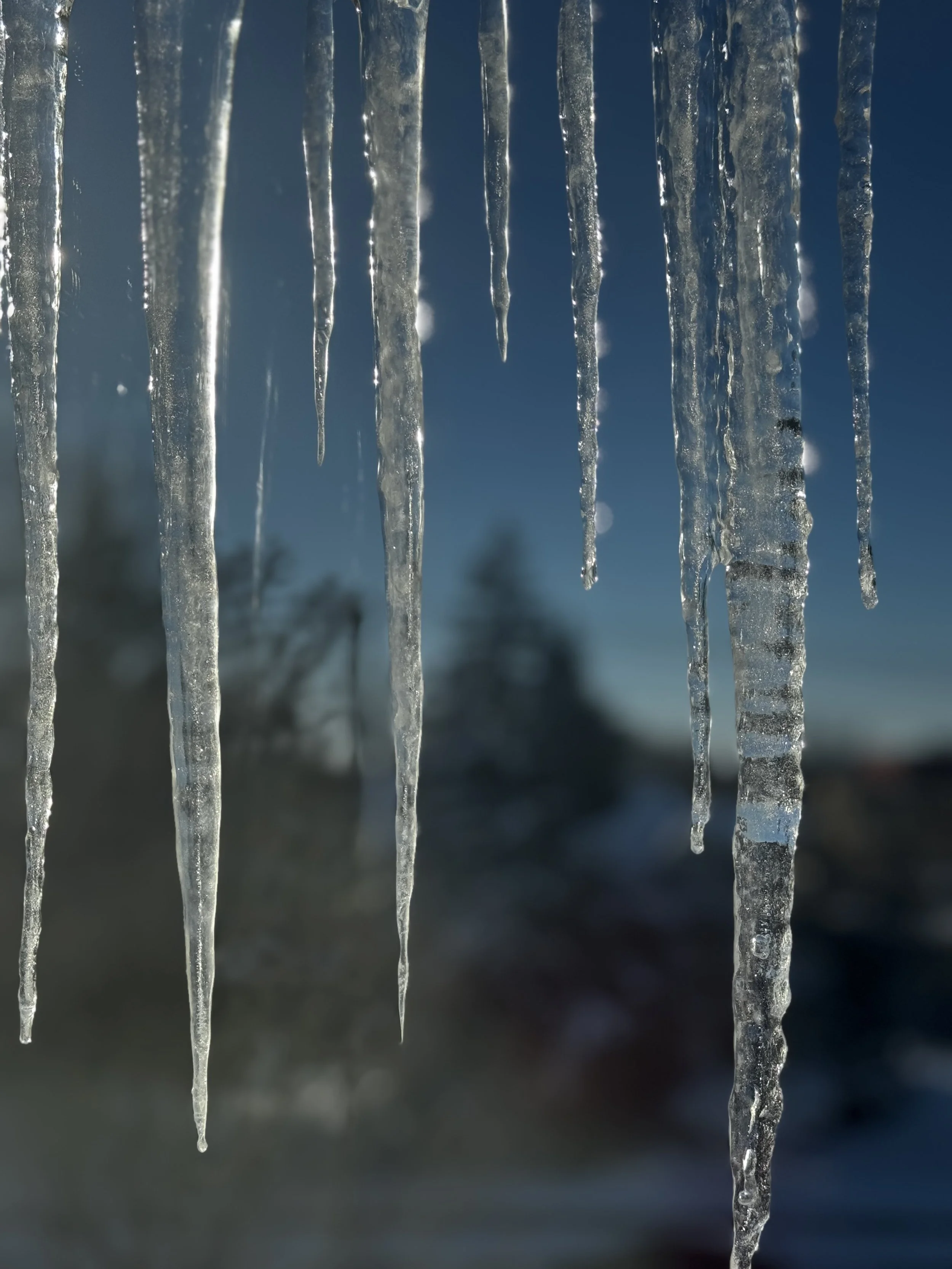 I love to pay attention to the small details and find beauty in the day to day. This photo was taken on one of the coldest days in the winter of 2025. 