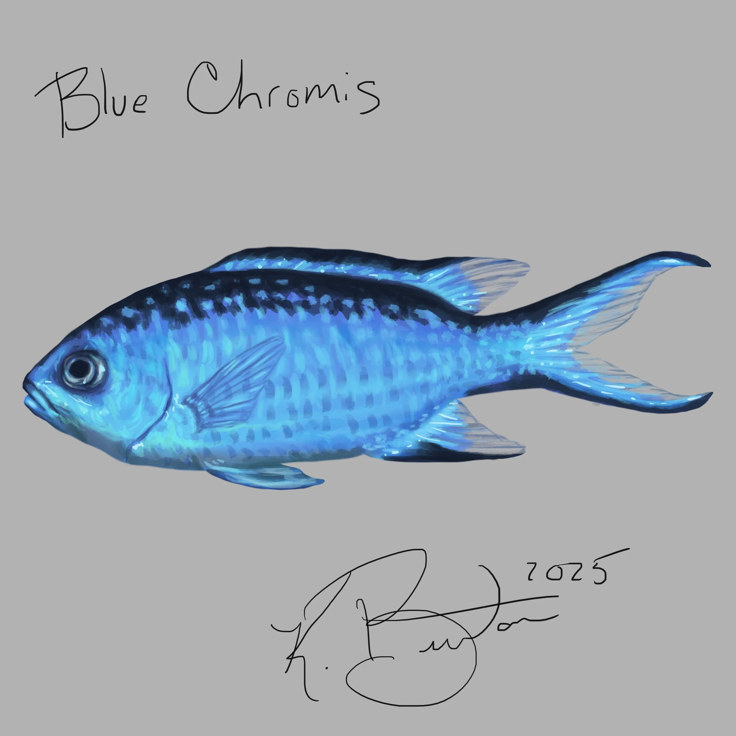 Blue Chromis ID Art.jpg