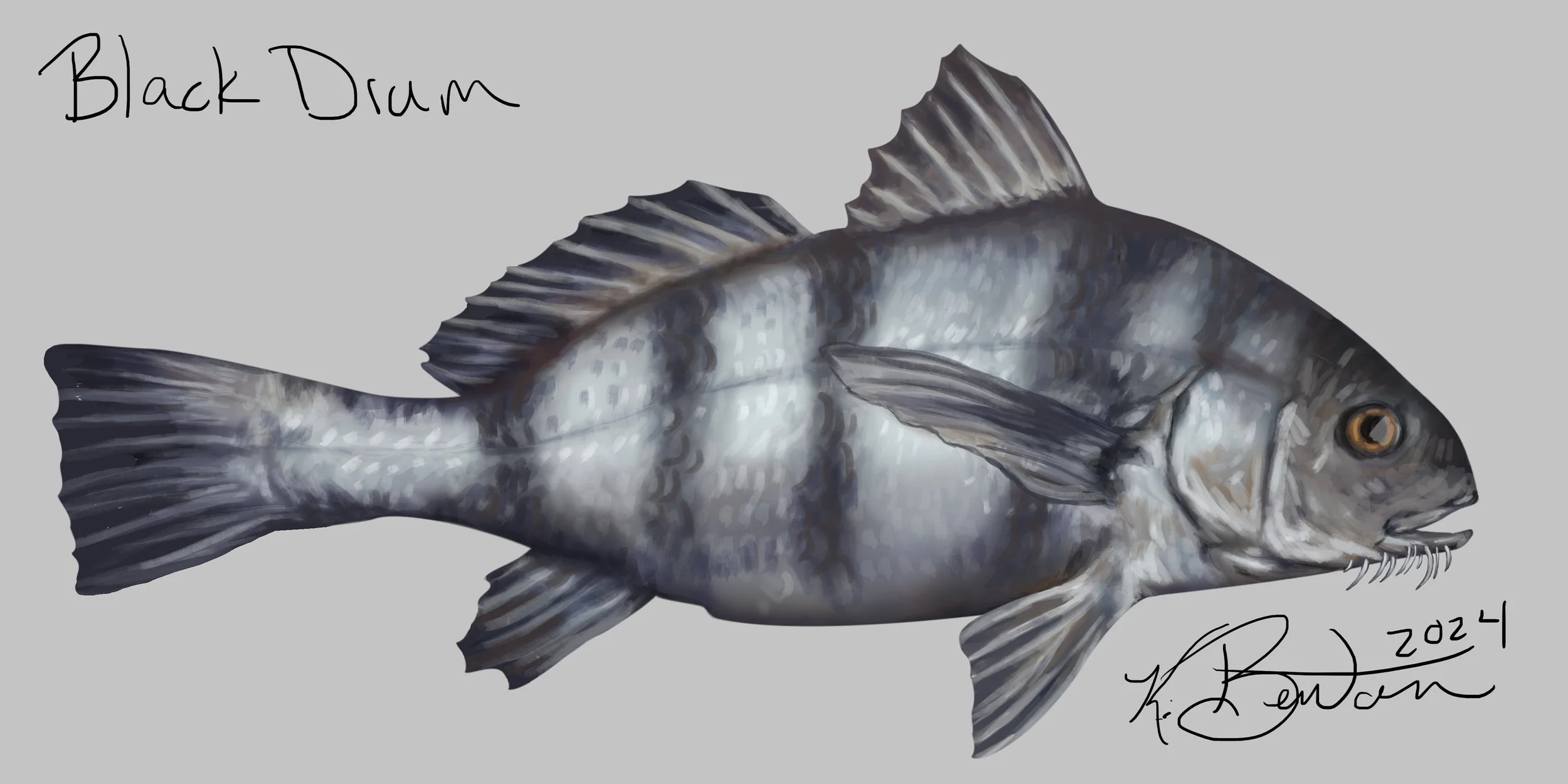 Black Drum ID Art-Revised.jpg