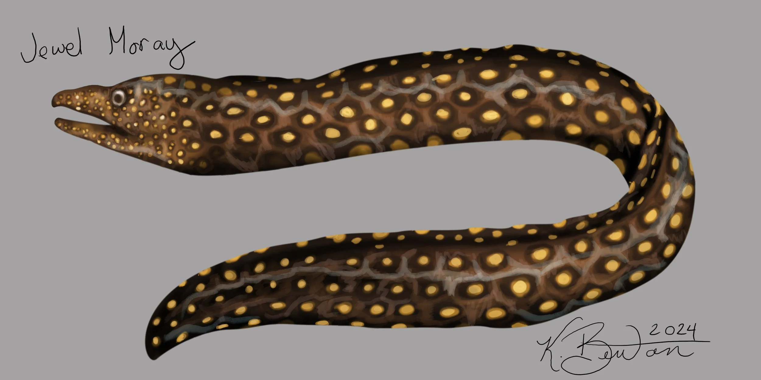 Jewel Moray ID Art.jpg