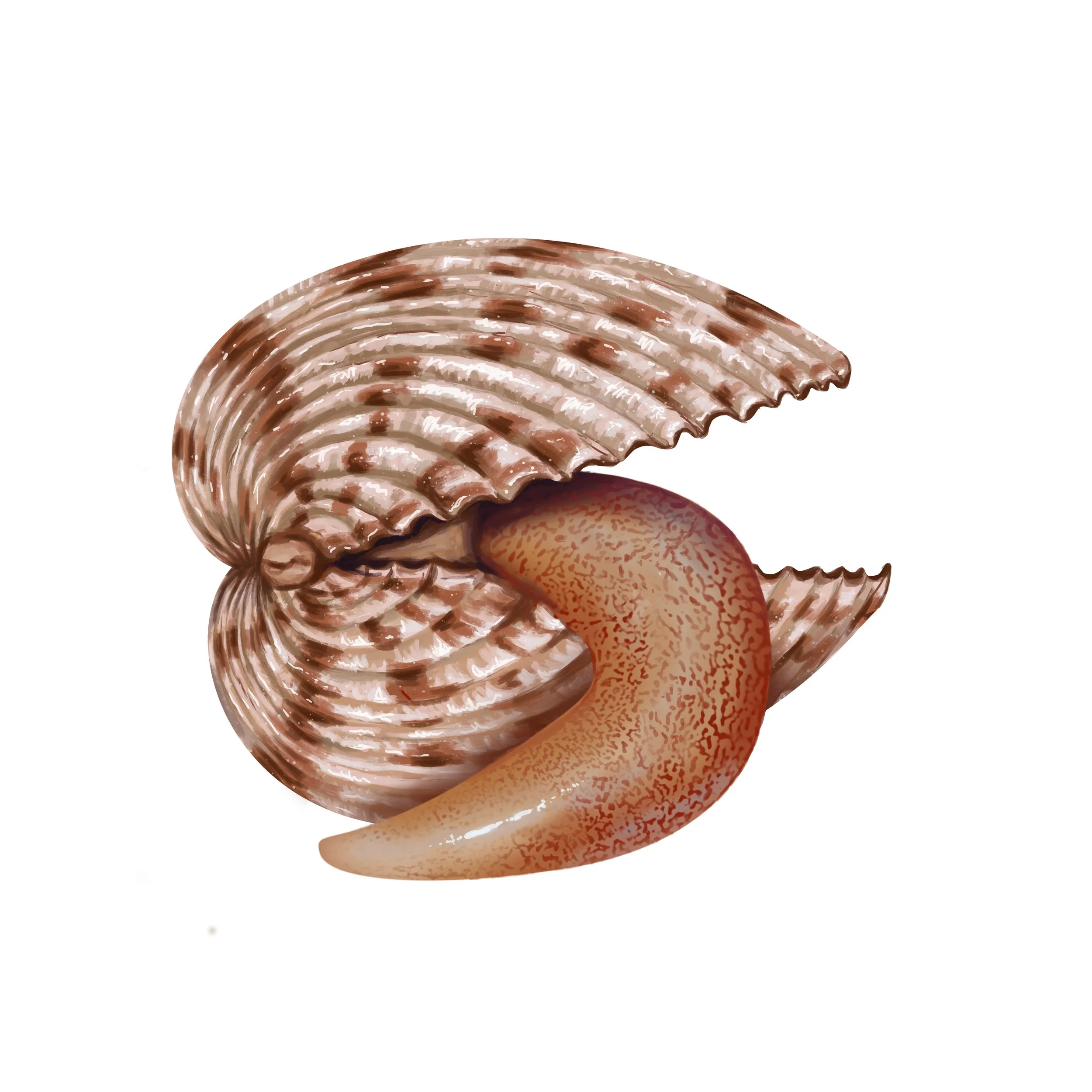 Atlantic Giant Cockle ID Art 2.jpg