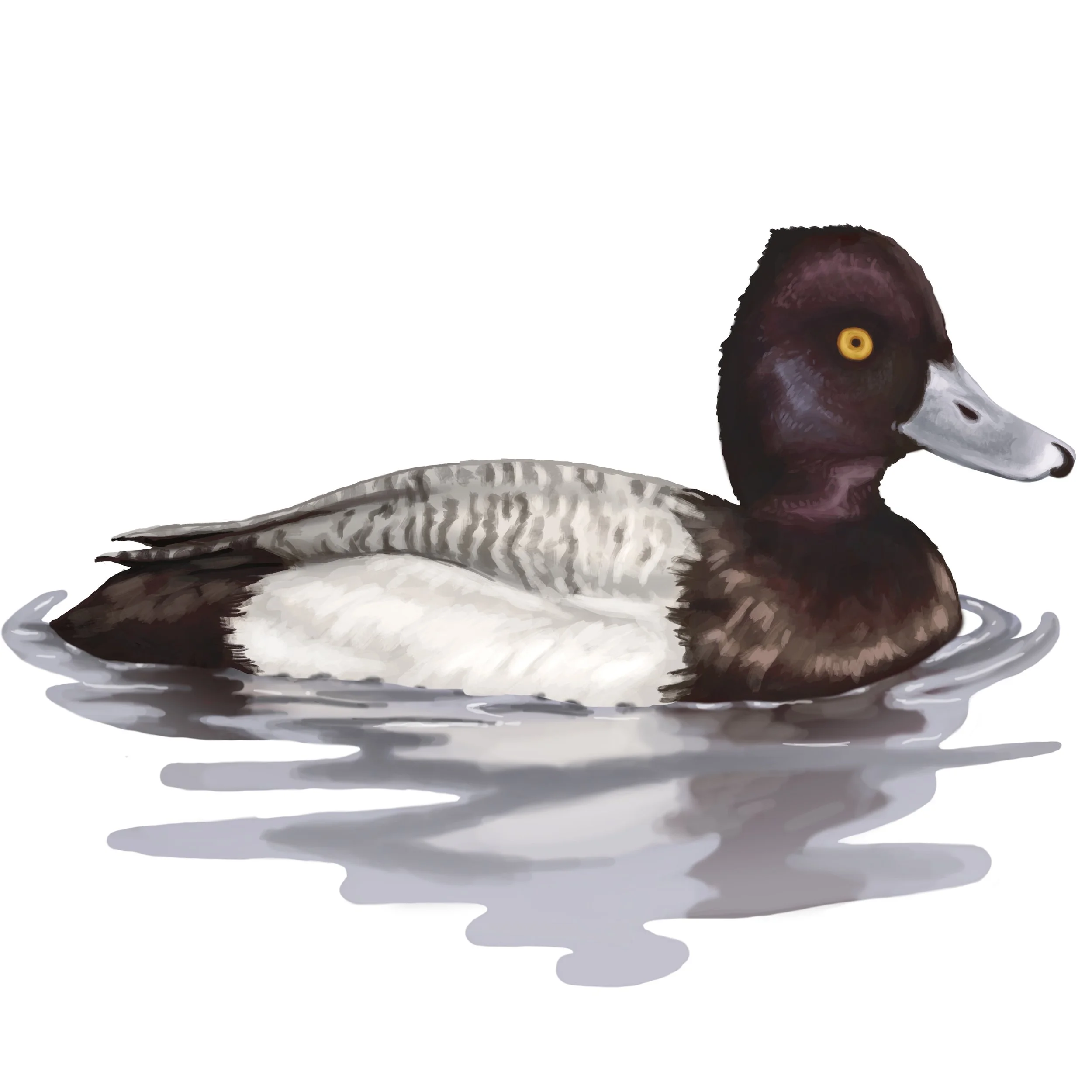 Lesser Scaup_Male ID Art.jpg