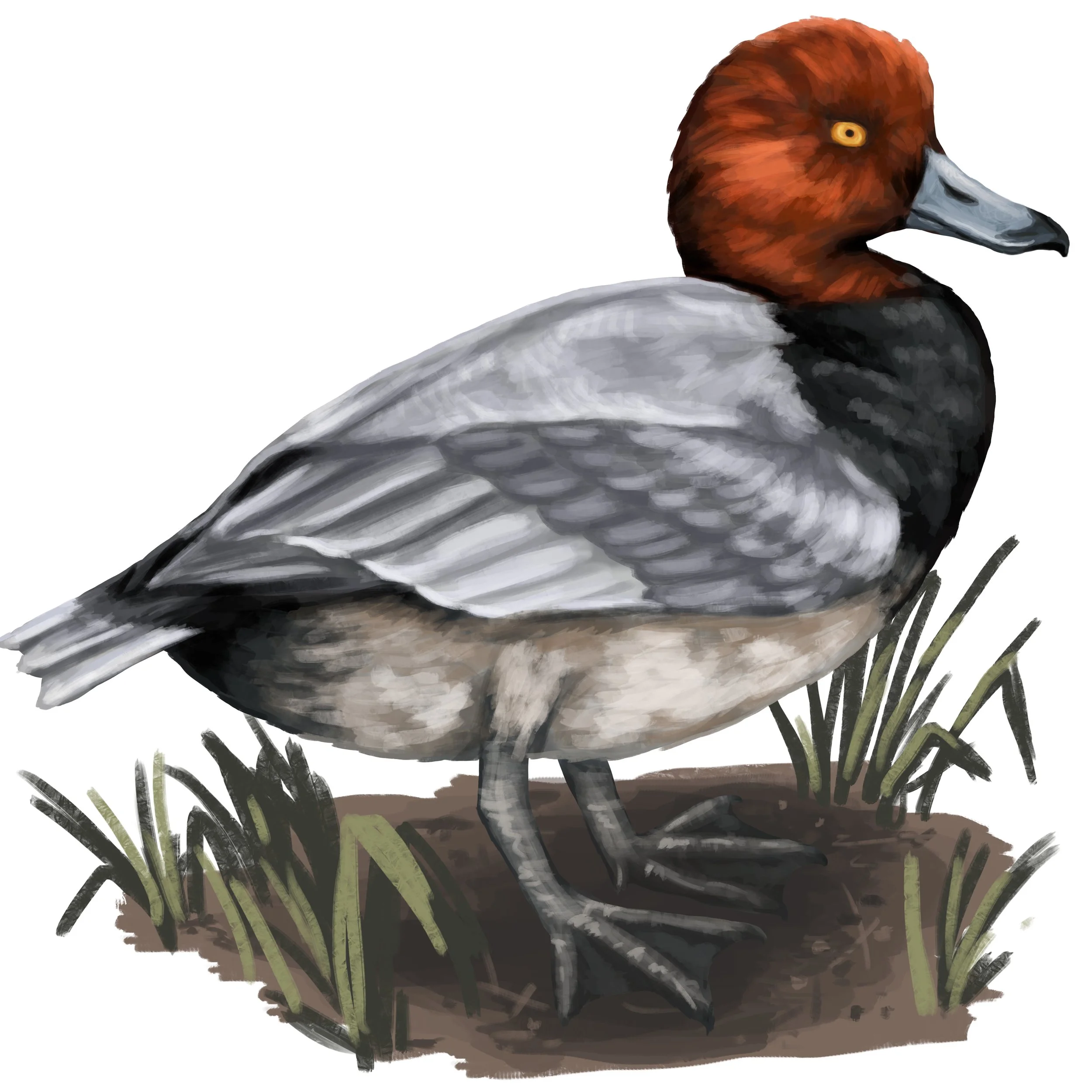 Redhead_Male  ID.jpg