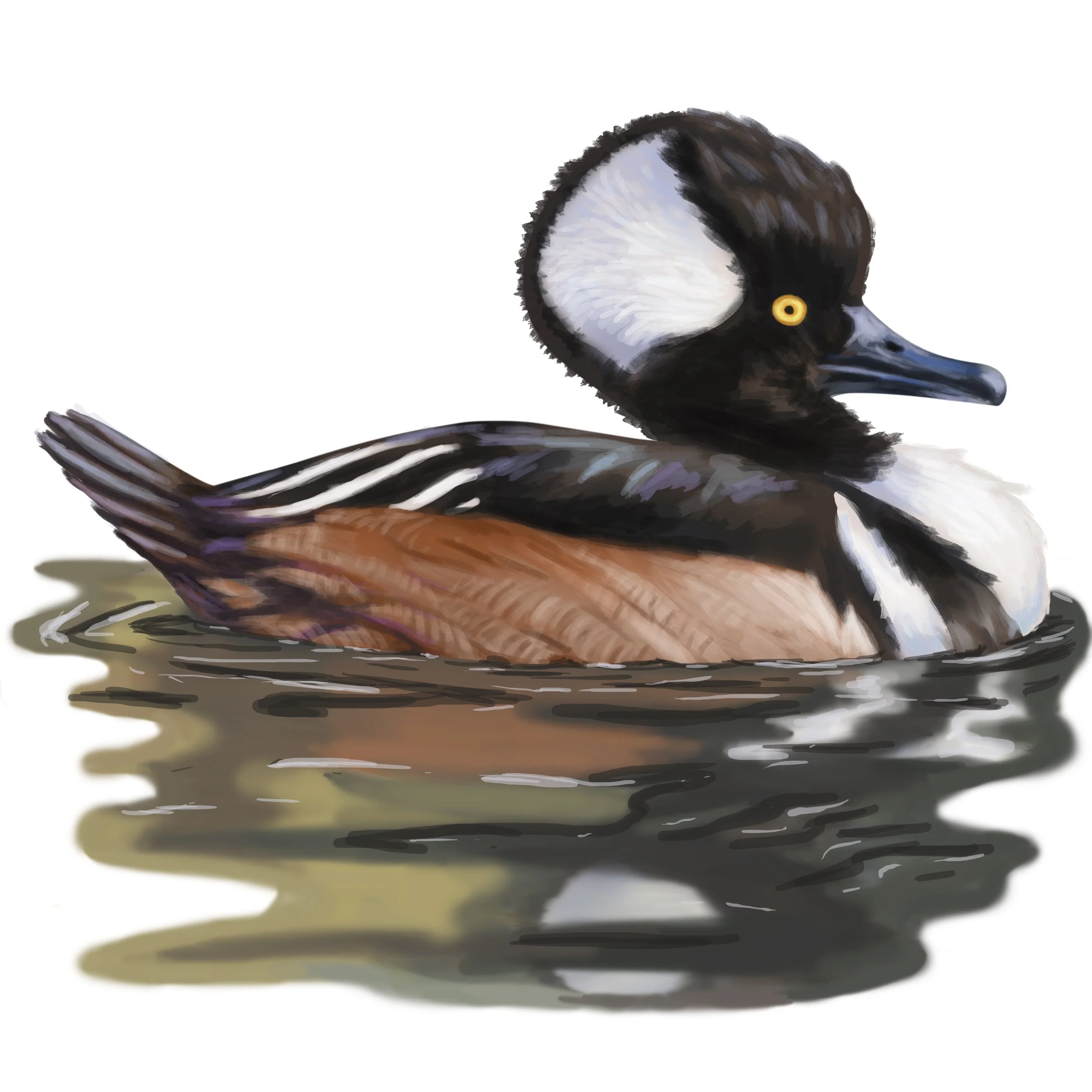 Hooded Merganser_Male.jpg