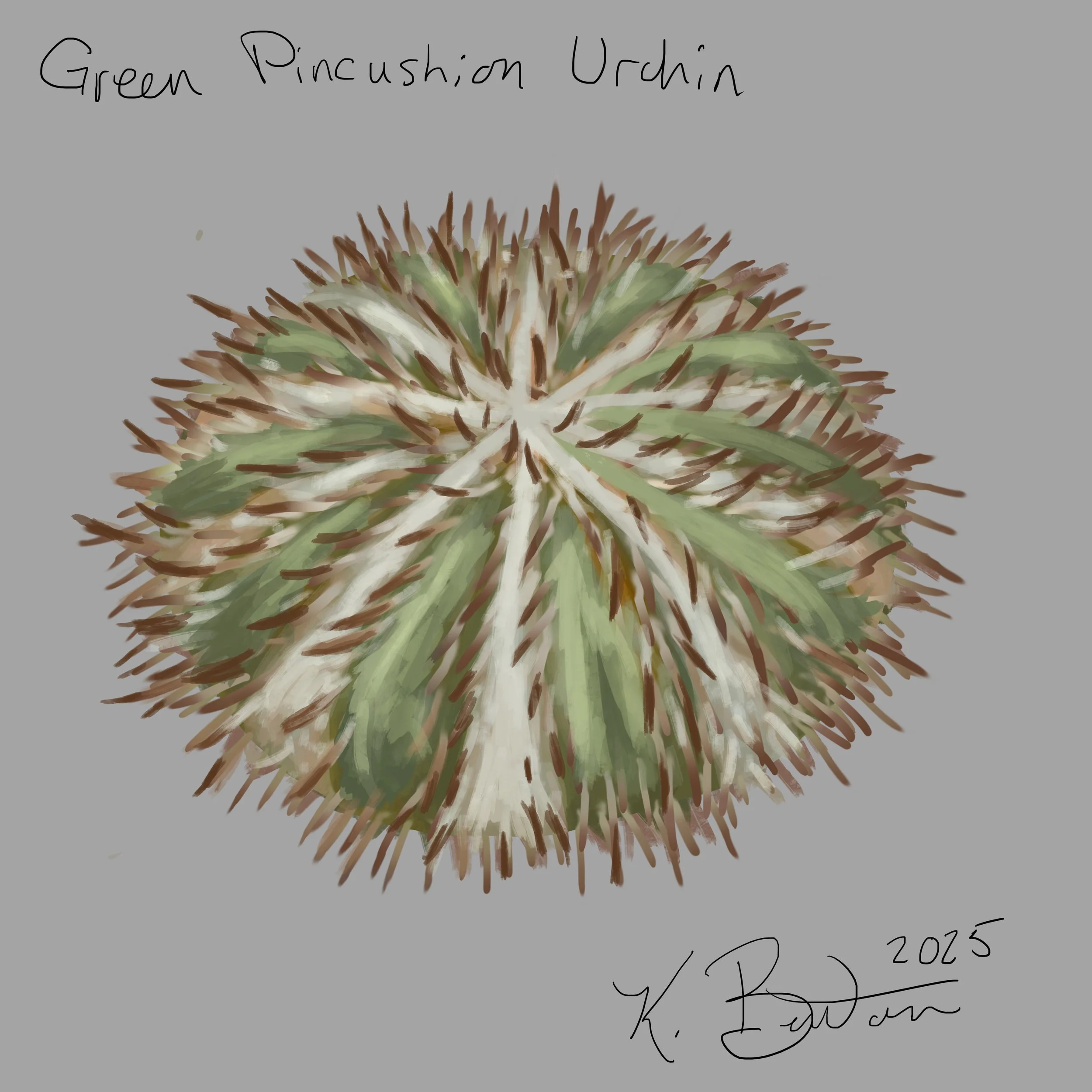 Green Pincushion Urchin ID Art.jpg