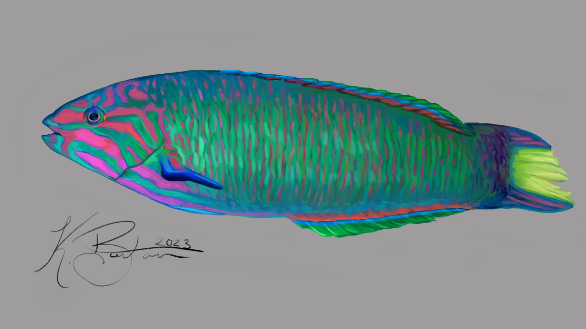 Moon Wrasse ID Art.jpg