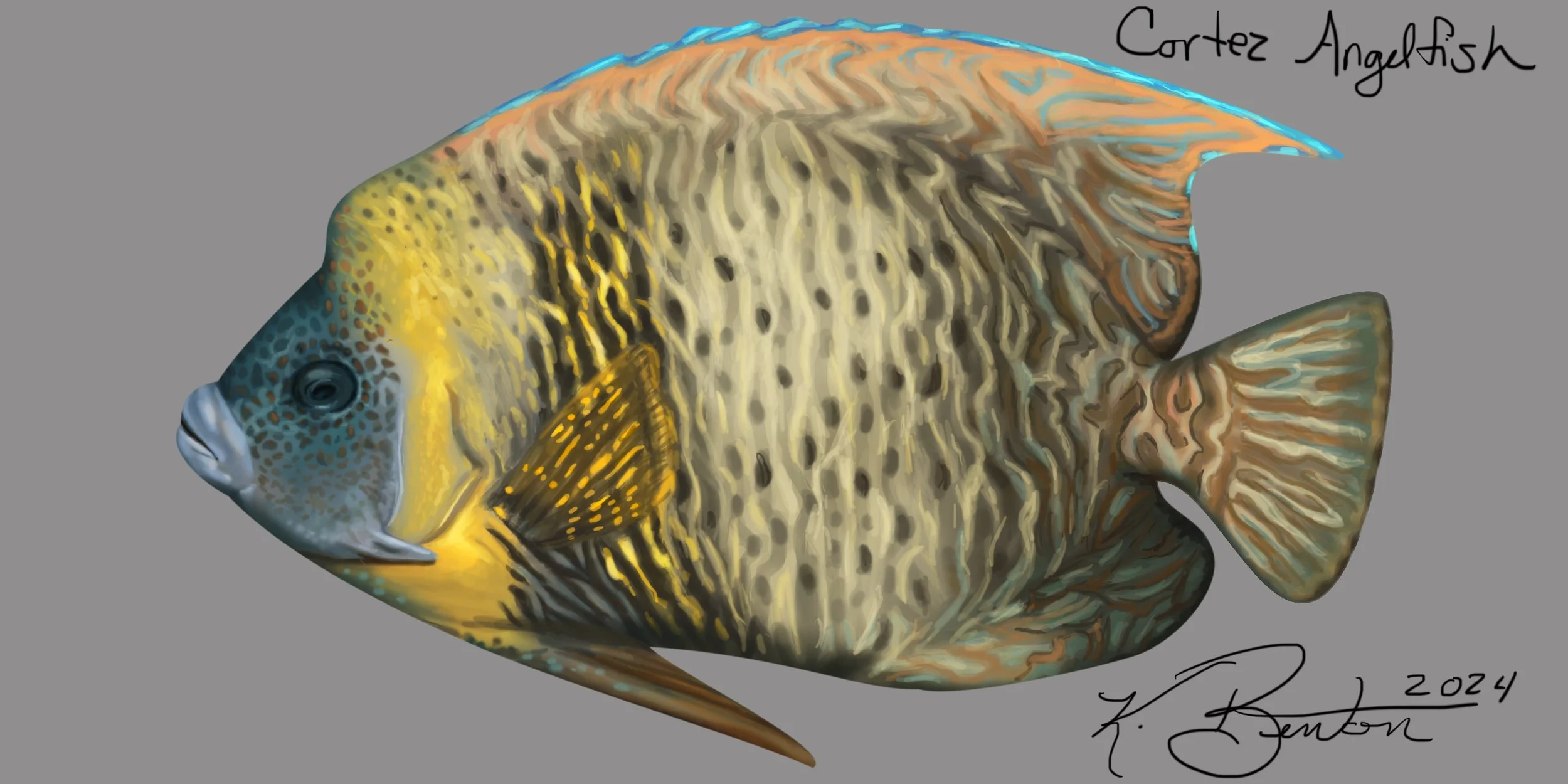 Cortez Angelfish ID Art.jpg