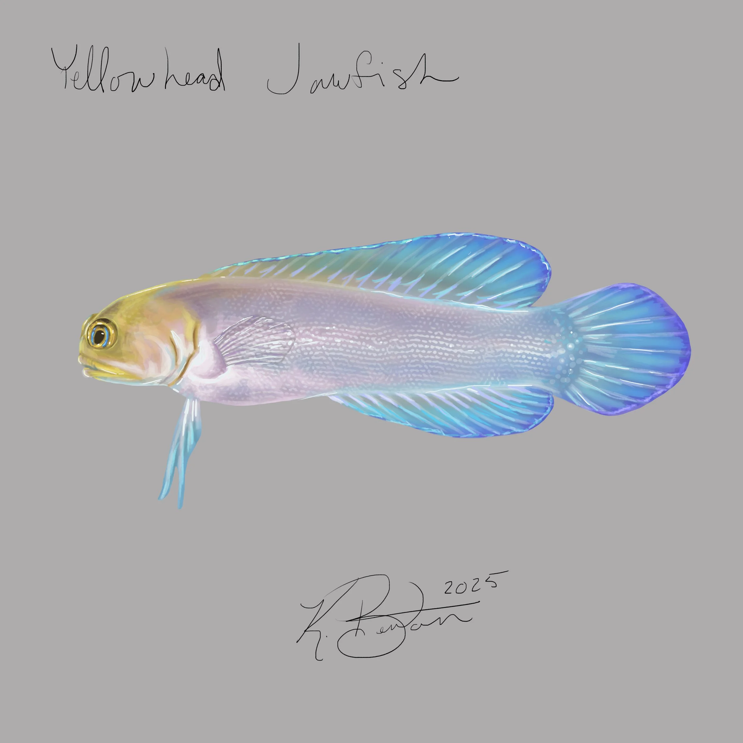 Yellowhead Jawfish ID Art.jpg