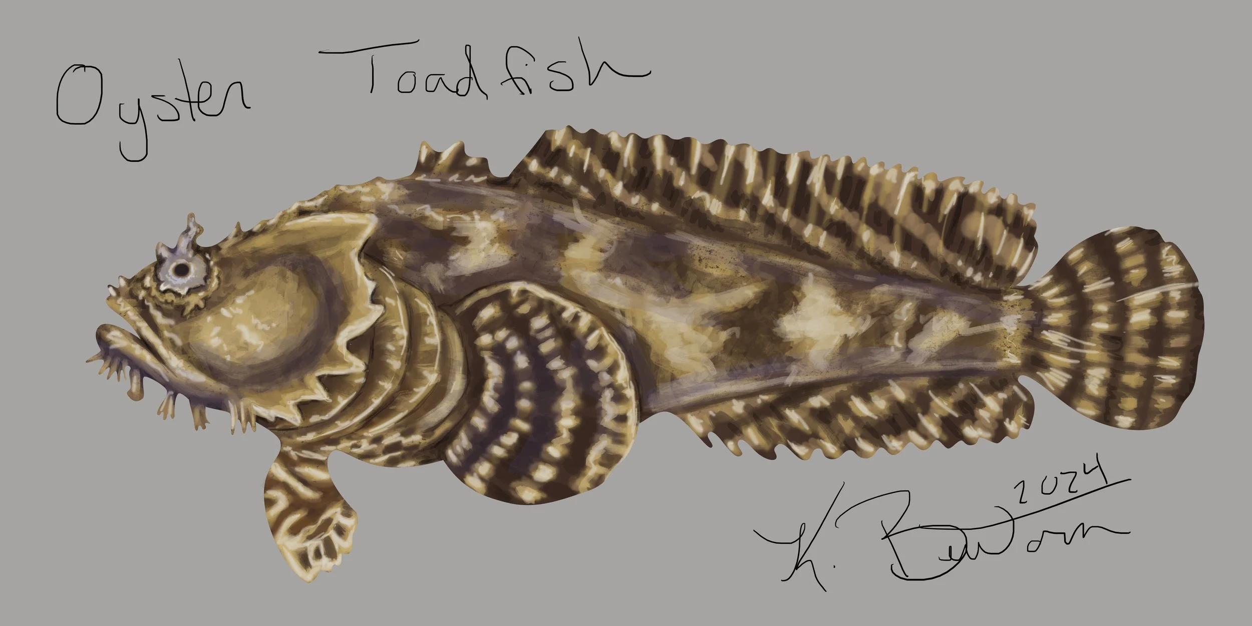 Oyster Toadfish ID Art.jpg